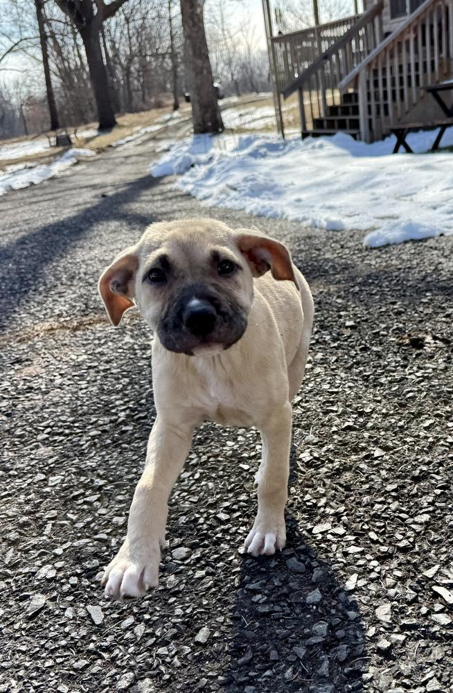 Parfait — thumbnail 3