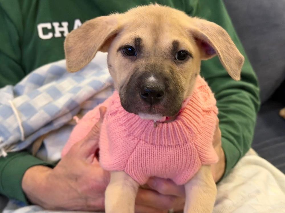 Parfait — thumbnail 5