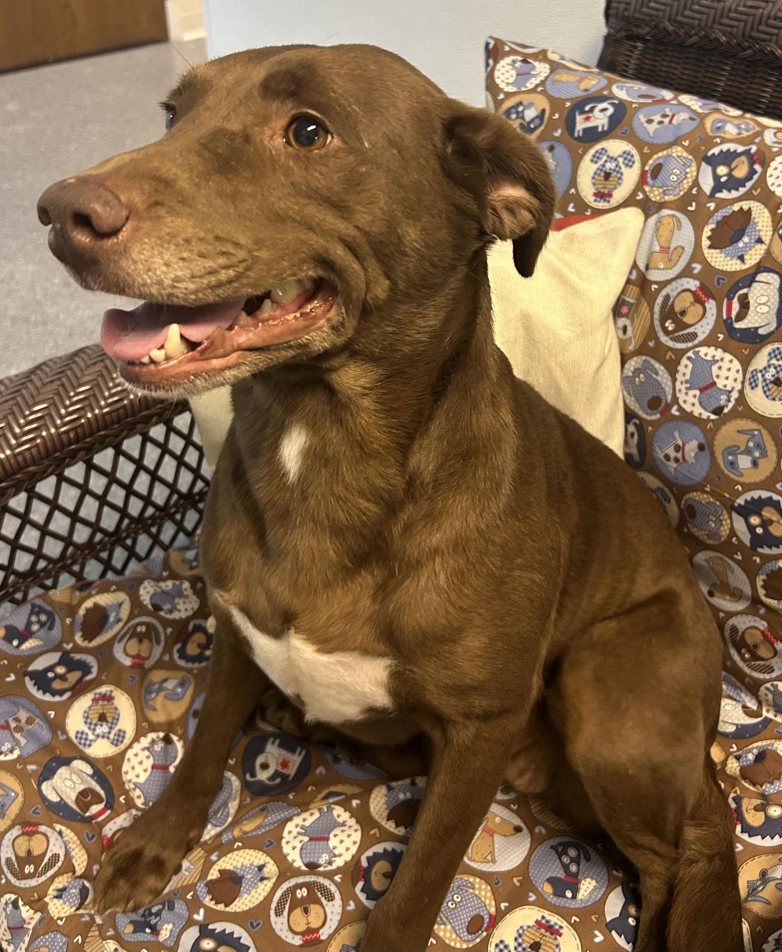Coco, a Adoptable Labrador Retriever in Steeleville, IL image 1/3