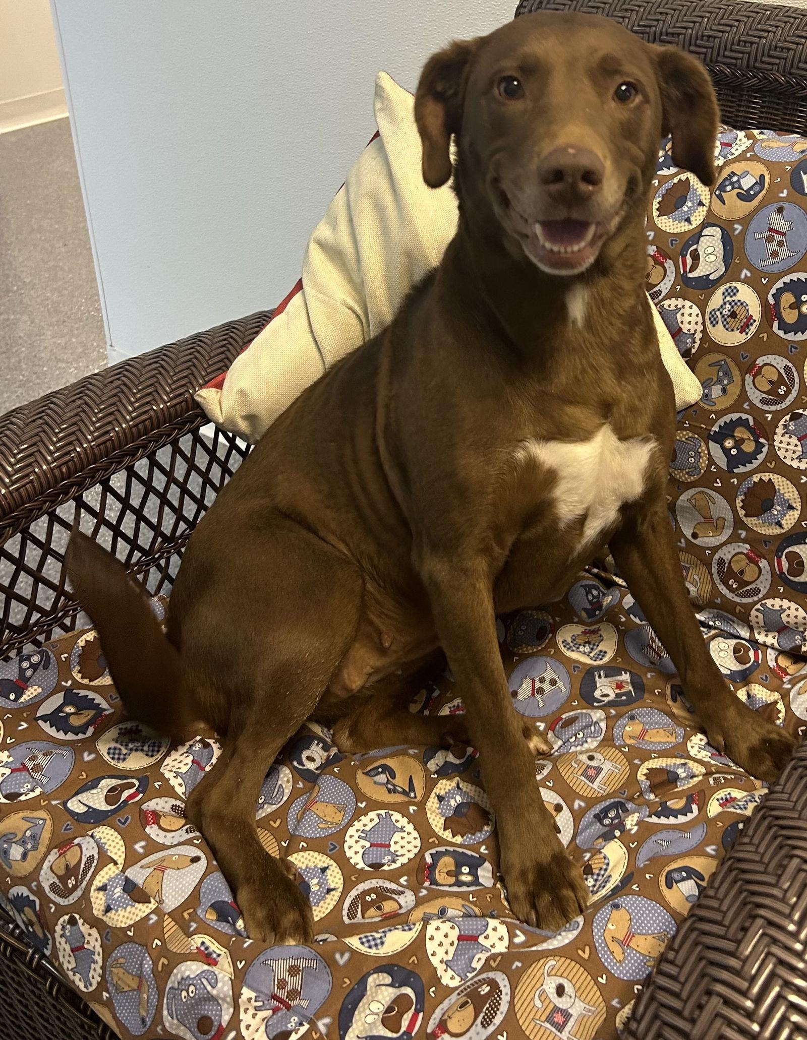 Coco, a Adoptable Labrador Retriever in Steeleville, IL image 2/3