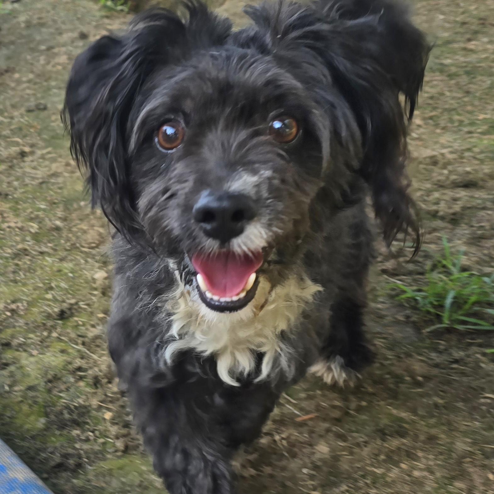 Jax, Young Male Miniature Poodle