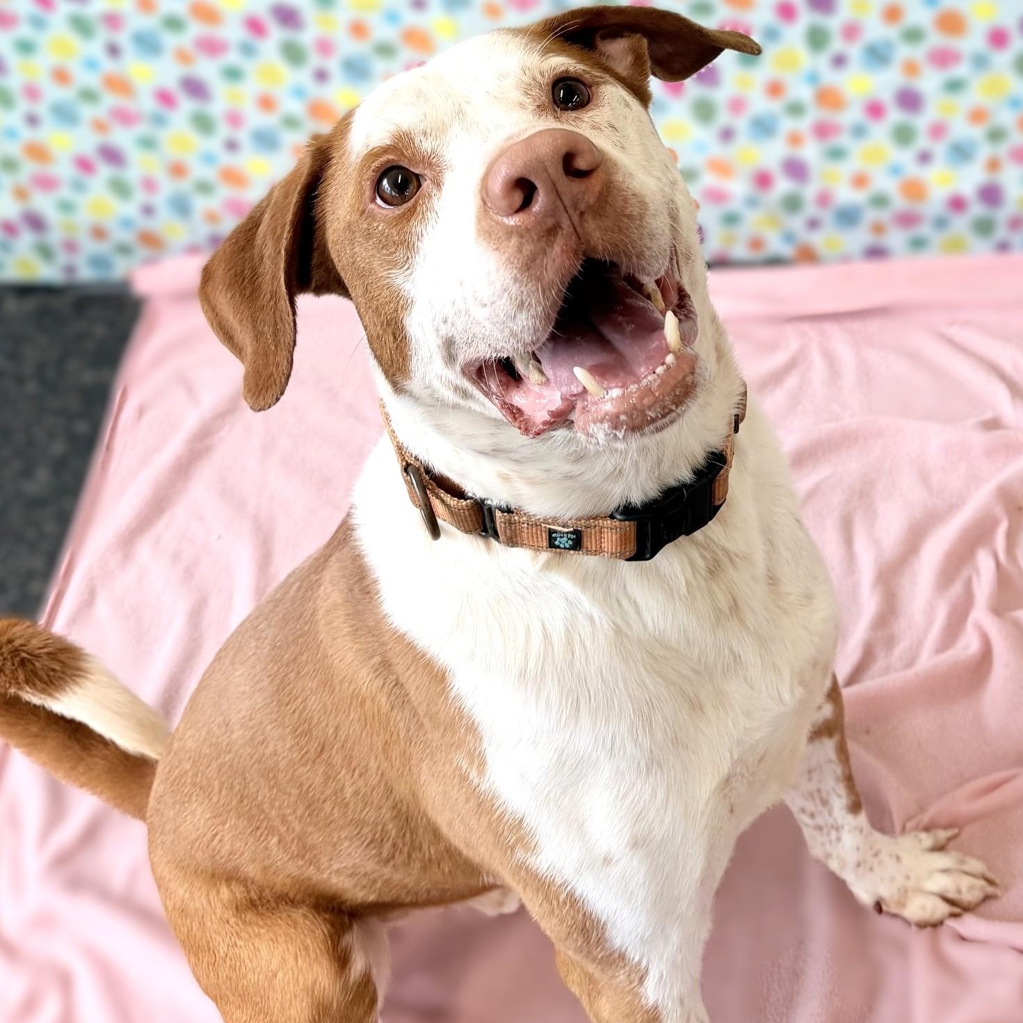 Enlarge GUS, a Adoptable mixed breed in Belmont, NY image 2/6