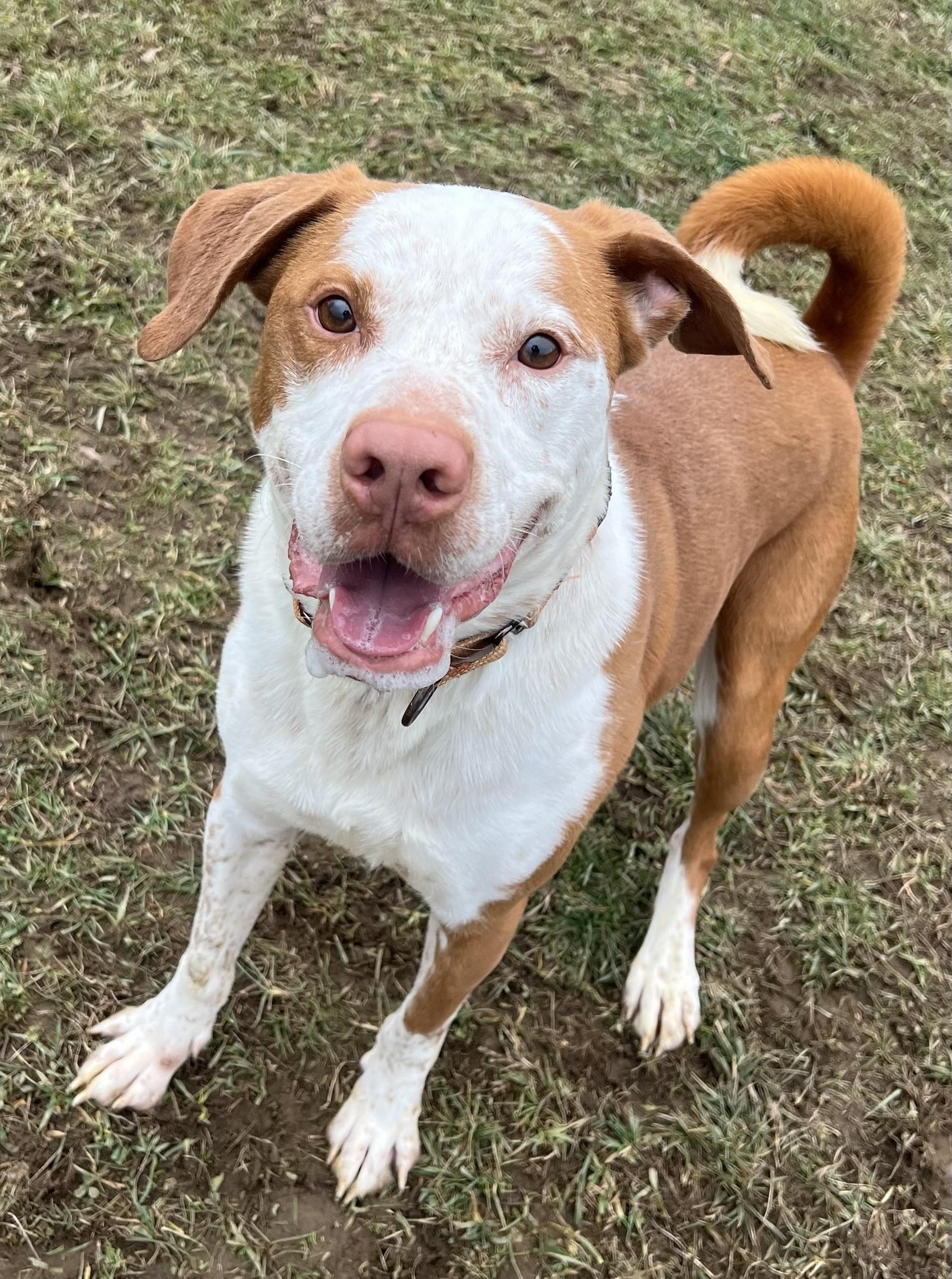 Enlarge GUS, a Adoptable mixed breed in Belmont, NY image 6/6