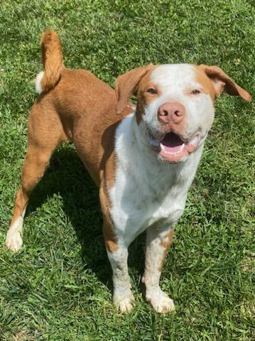 Enlarge GUS, a Adoptable mixed breed in Belmont, NY image 4/6