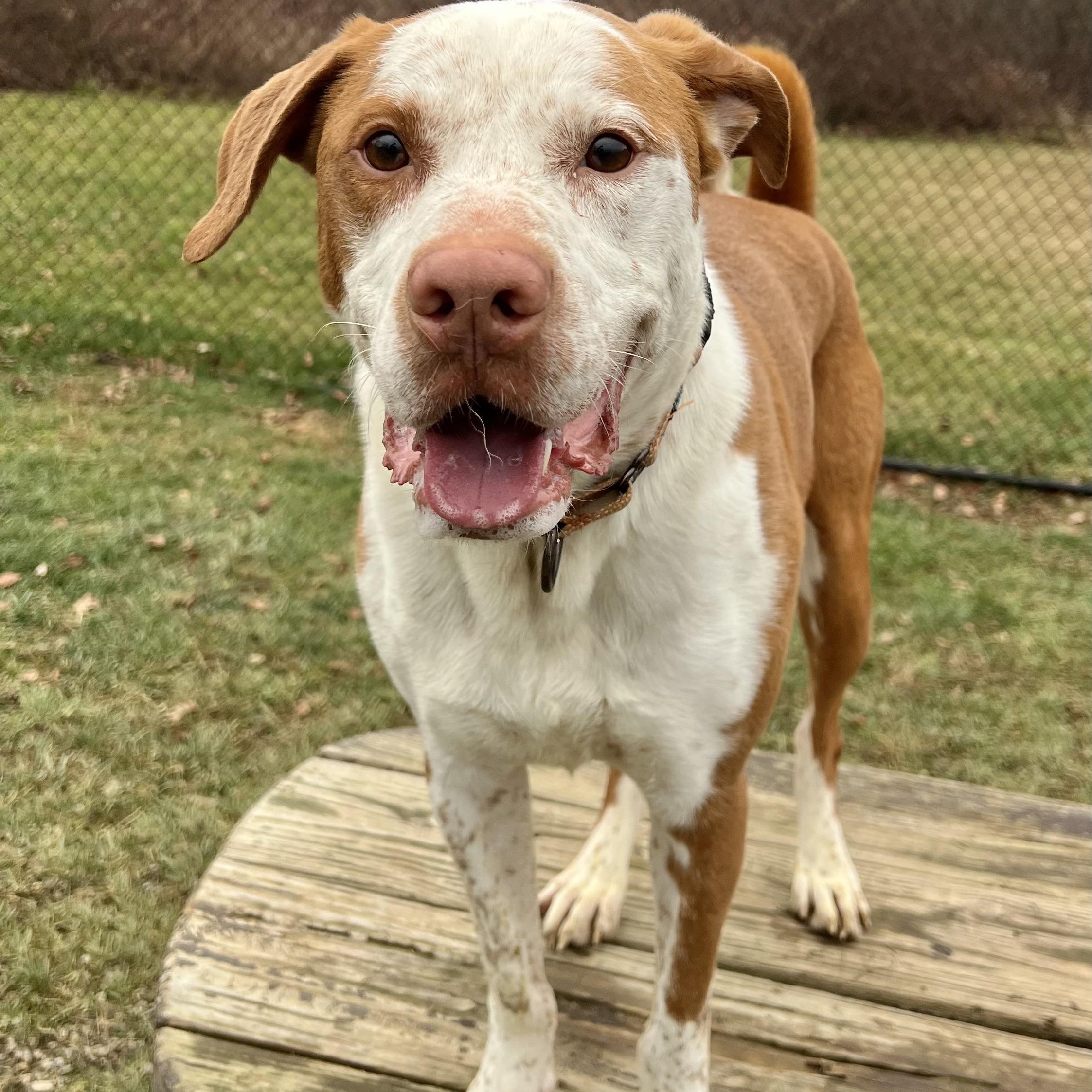 Enlarge GUS, a Adoptable mixed breed in Belmont, NY image 3/6