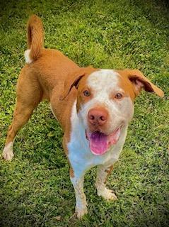 Enlarge GUS, a Adoptable mixed breed in Belmont, NY image 5/6