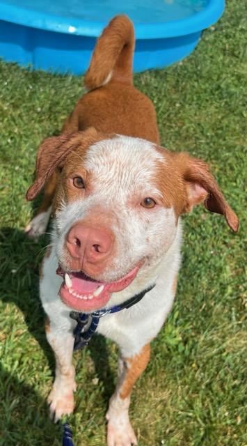Enlarge GUS, a Adoptable mixed breed in Belmont, NY image 1/6