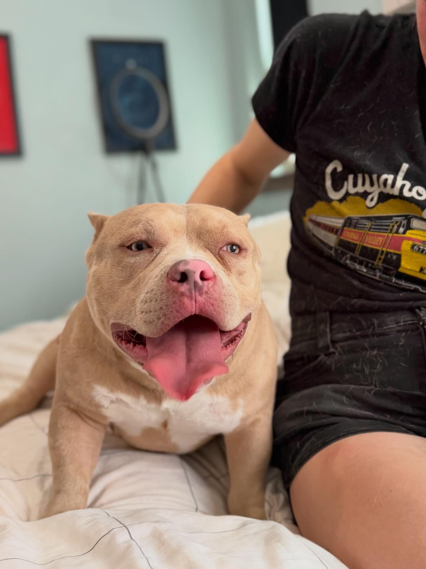 Enlarge Pumbaa, an adoptable American Bully in Lyndhurst, OH image 6/6
