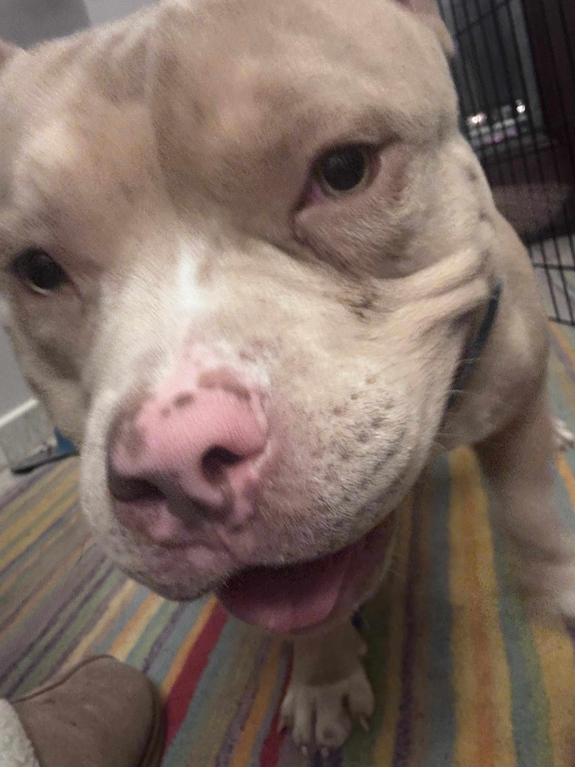 Pumbaa, a ADOPTABLE American Bully in Lyndhurst, OH image 2/4