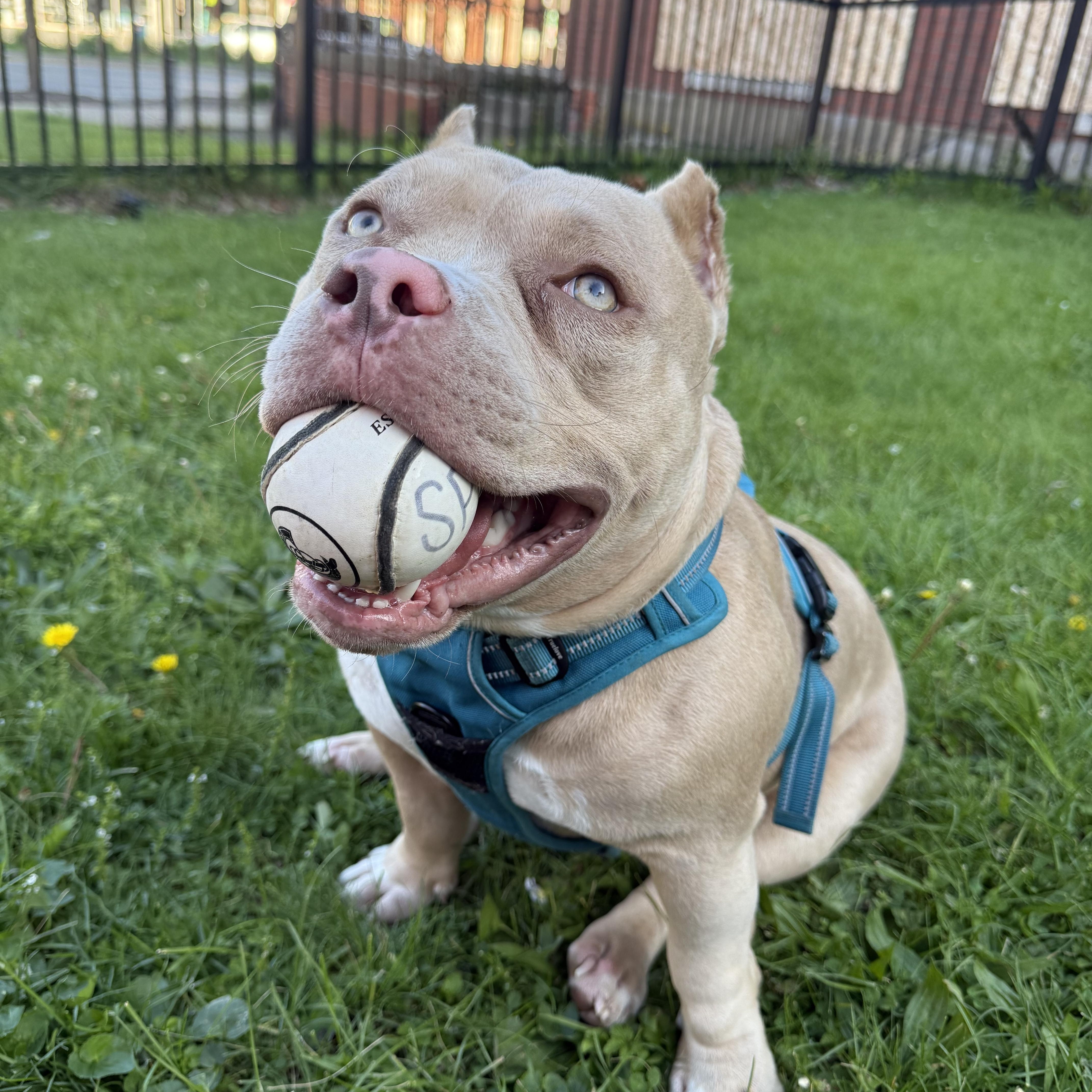 Pumbaa, adoptable, Young Male American Bully.