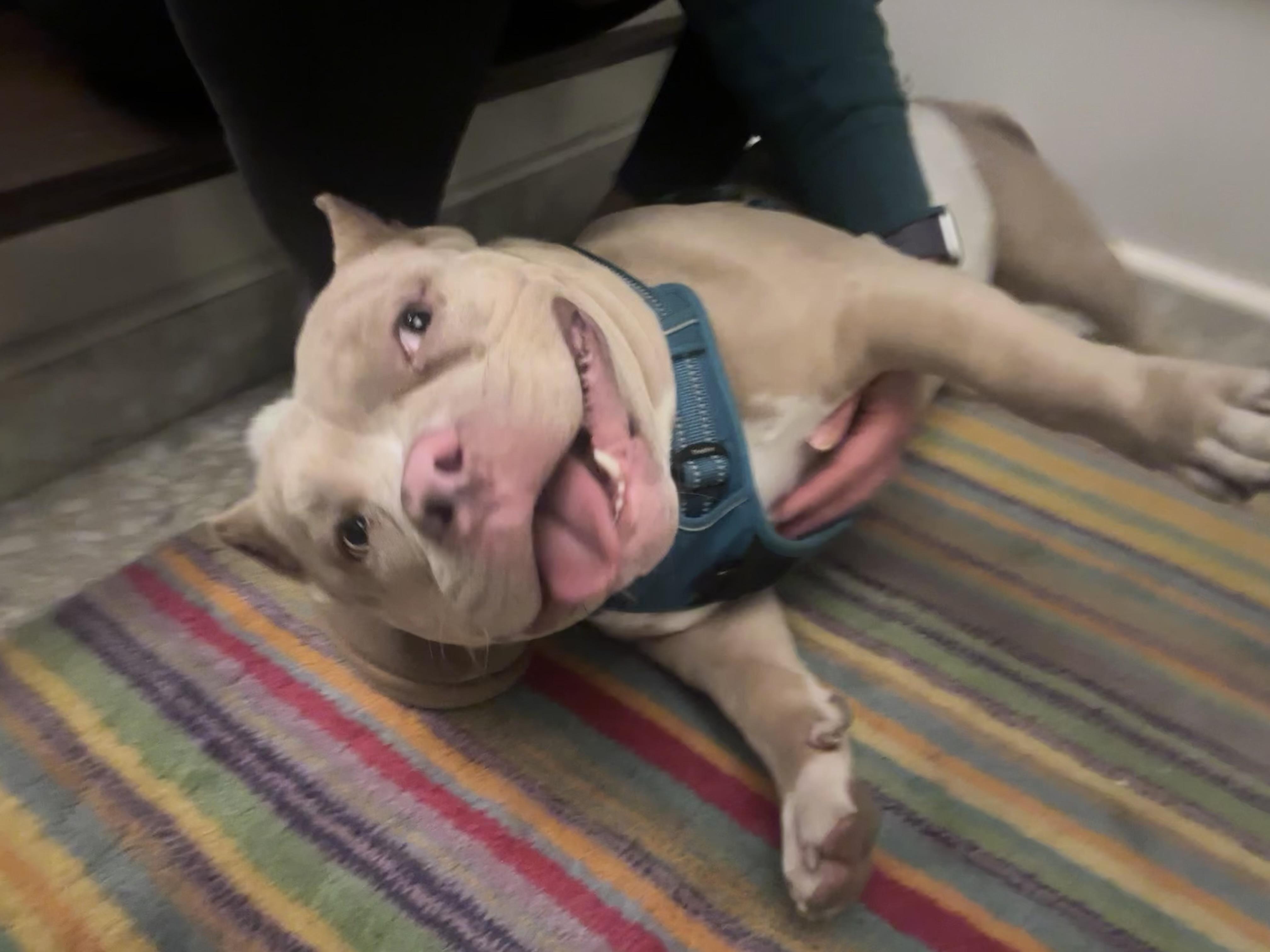 Pumbaa — thumbnail 2