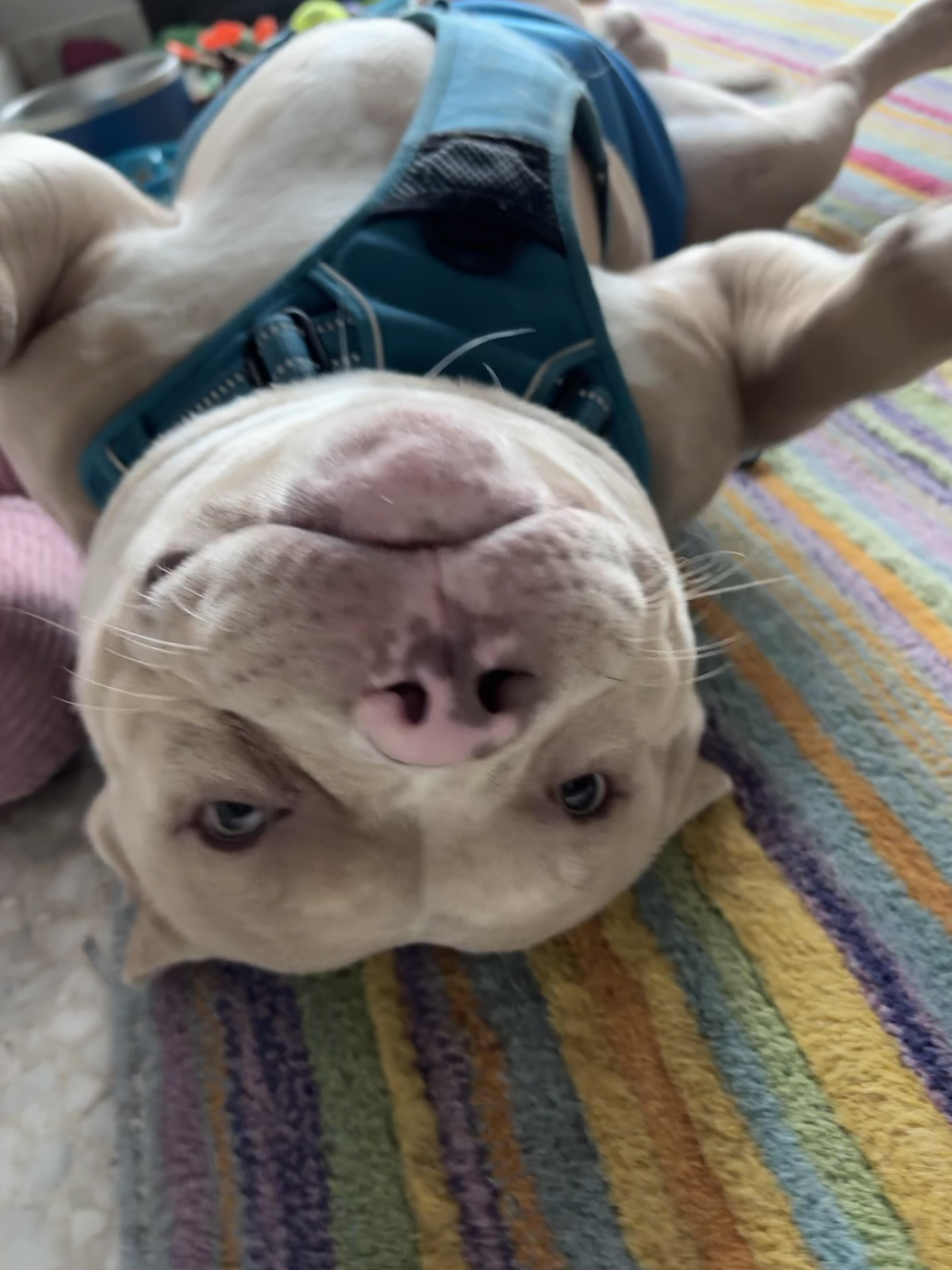 Pumbaa, a ADOPTABLE American Bully in Lyndhurst, OH image 4/4