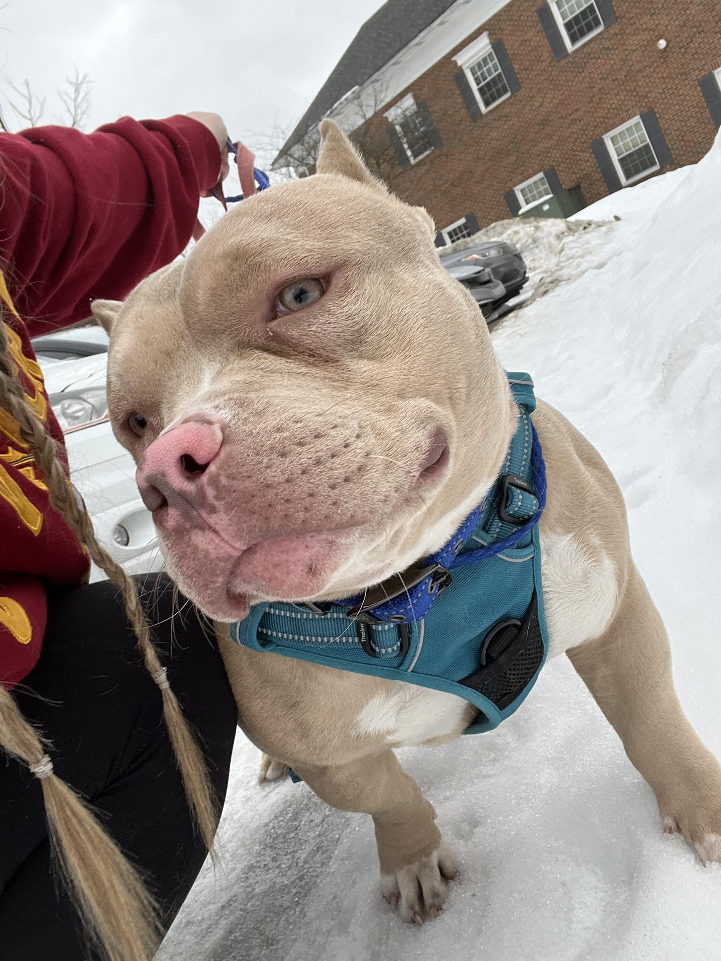 Pumbaa, ADOPTABLE, Puppy Male American Bully.