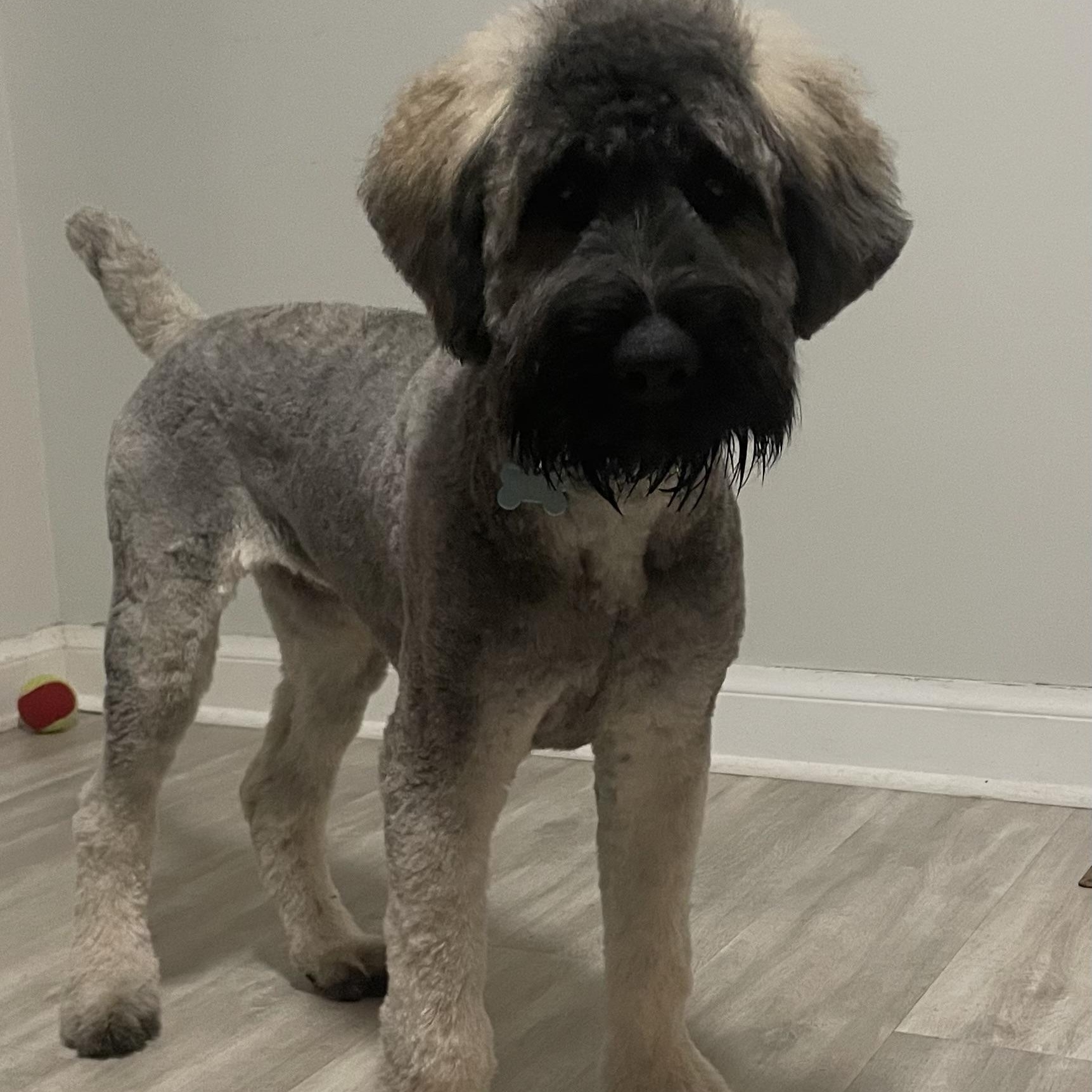 Pax, ADOPTABLE, Puppy Male Bouvier des Flandres.