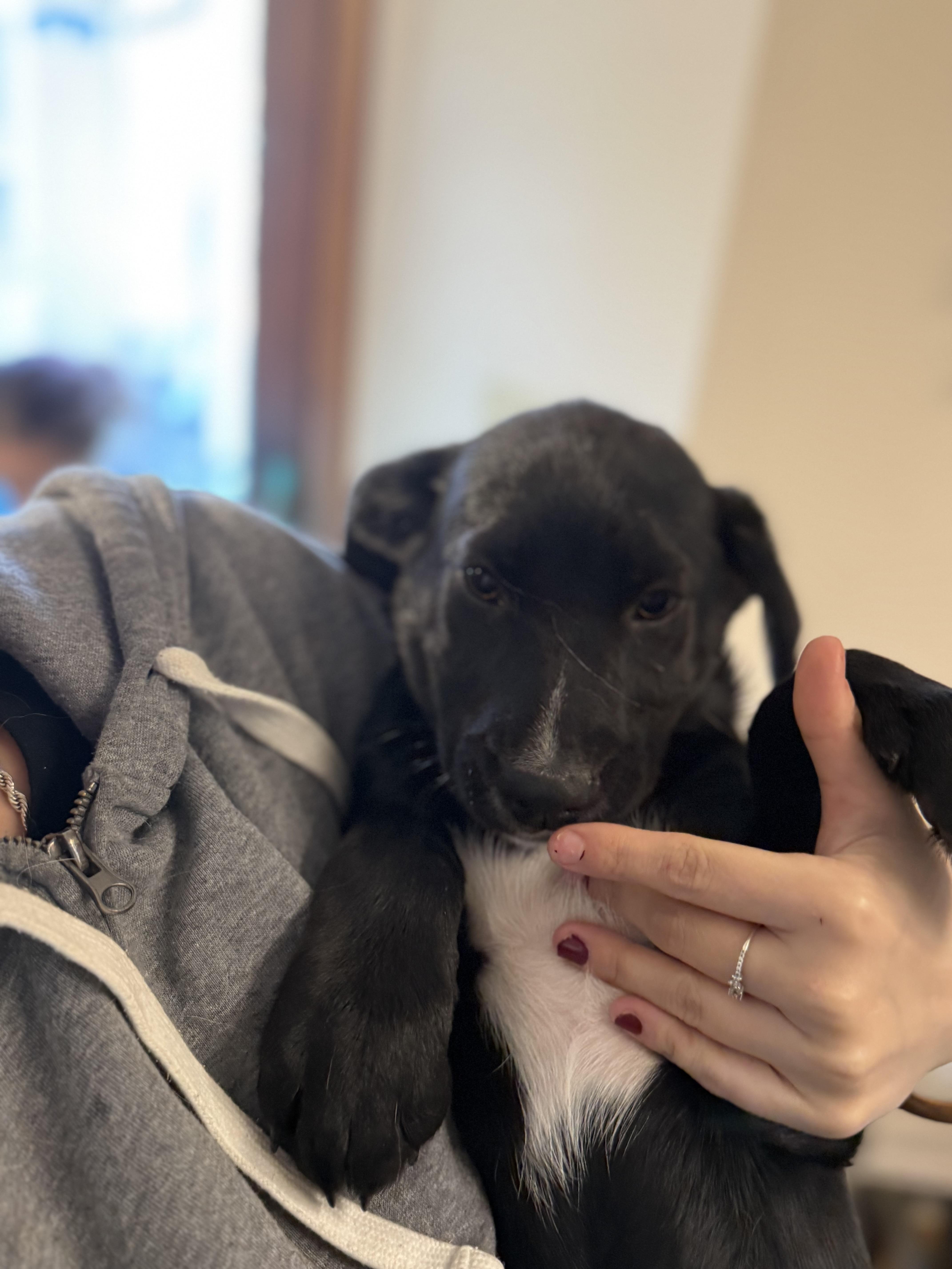 Enlarge Rascal , an adopted mixed breed in Elkhorn, WI image 2/4