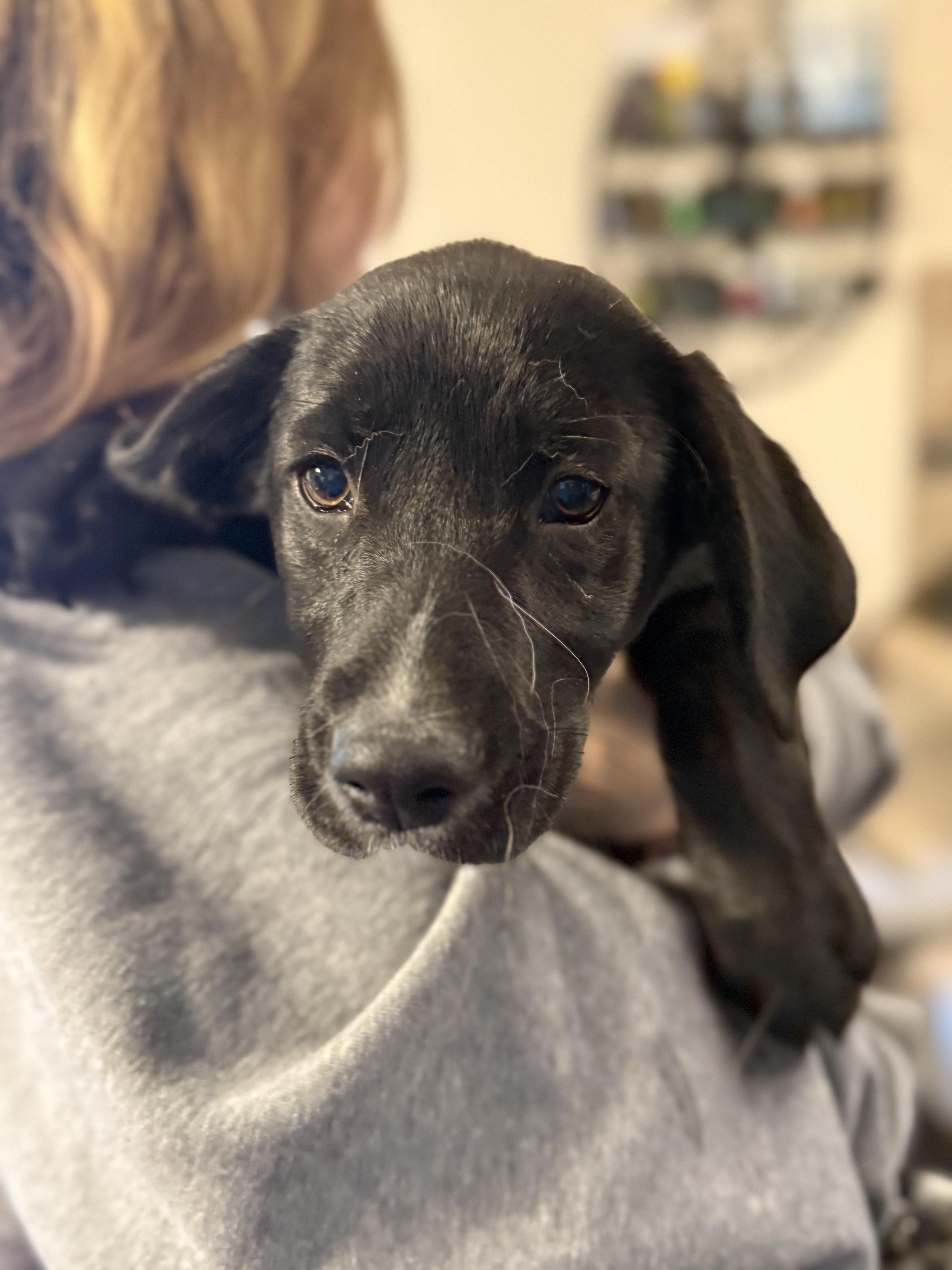 Enlarge Rascal , an adopted mixed breed in Elkhorn, WI image 4/4