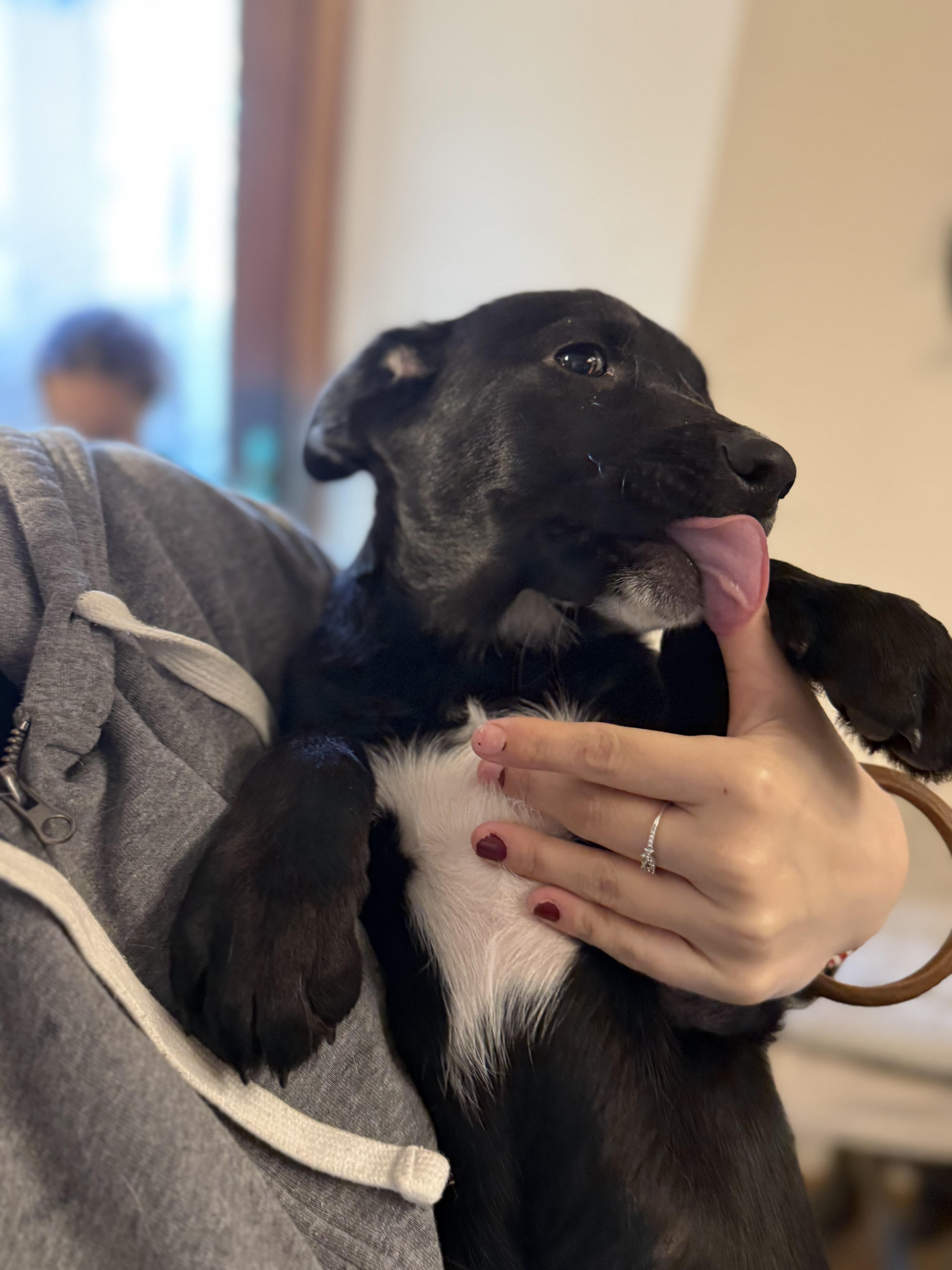 Enlarge Rascal , an adopted mixed breed in Elkhorn, WI image 3/4