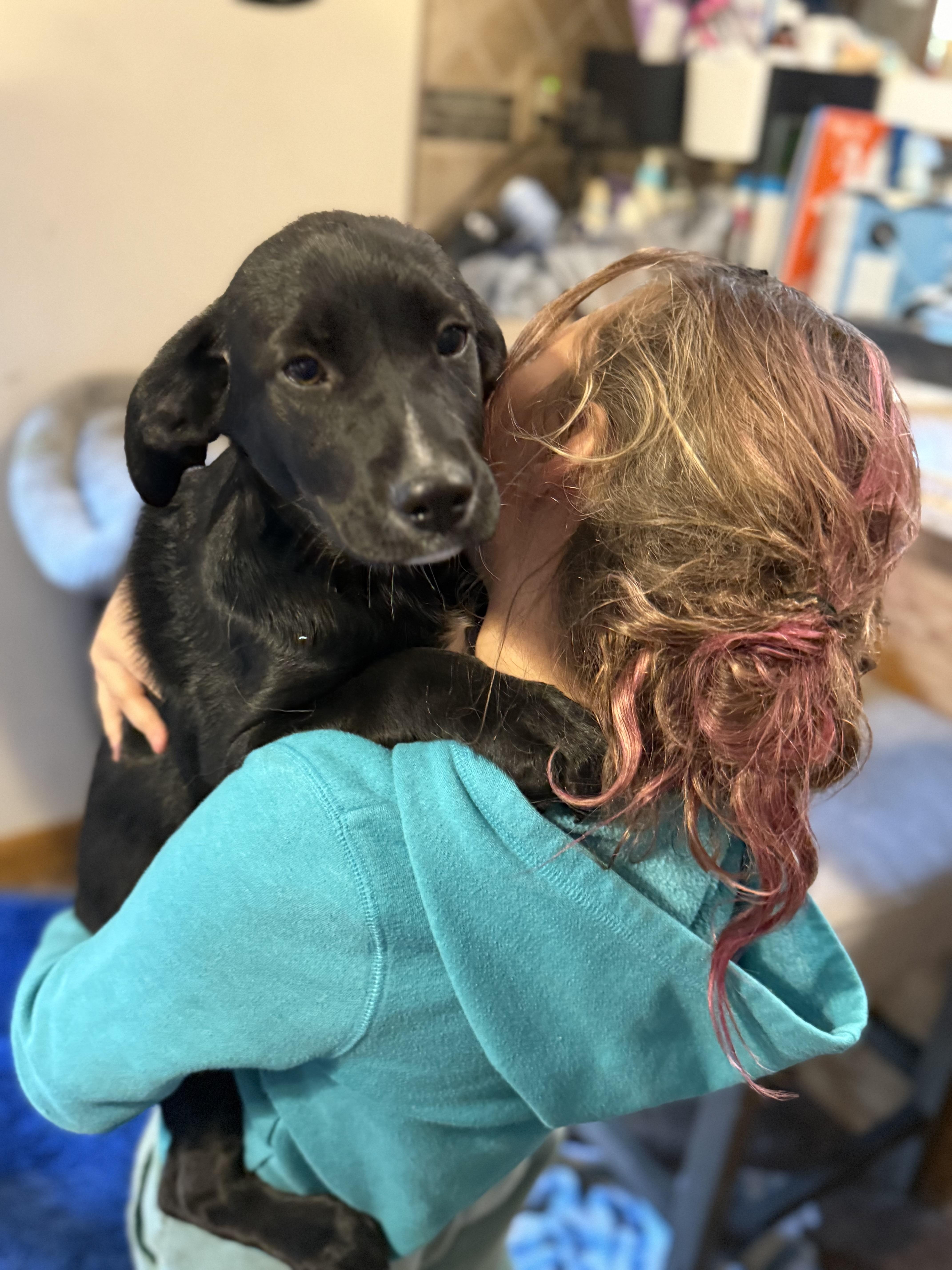 Enlarge Rascal , an adopted mixed breed in Elkhorn, WI image 1/4