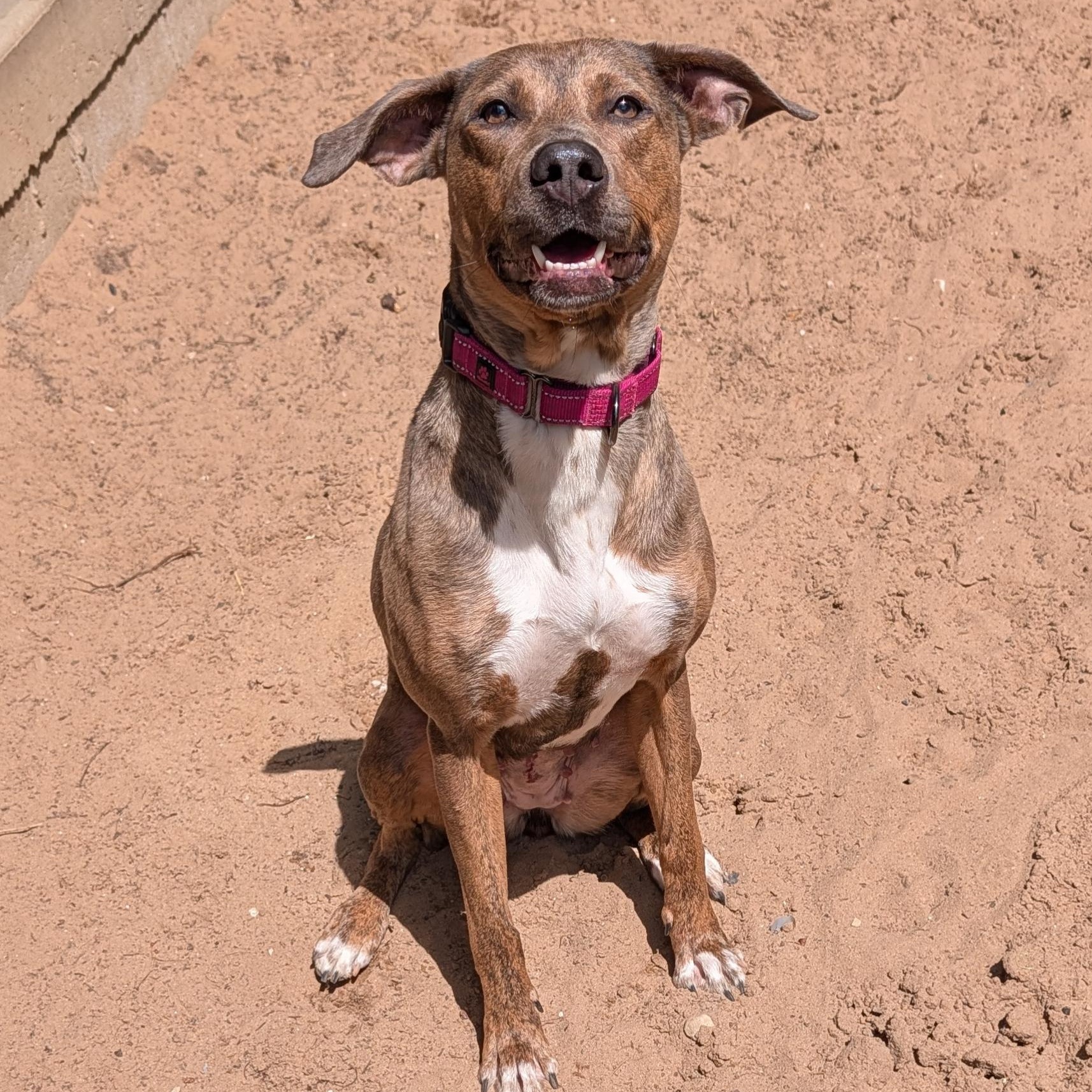 Hazel, a Adoptable mixed breed in Manistique, MI image 1/2