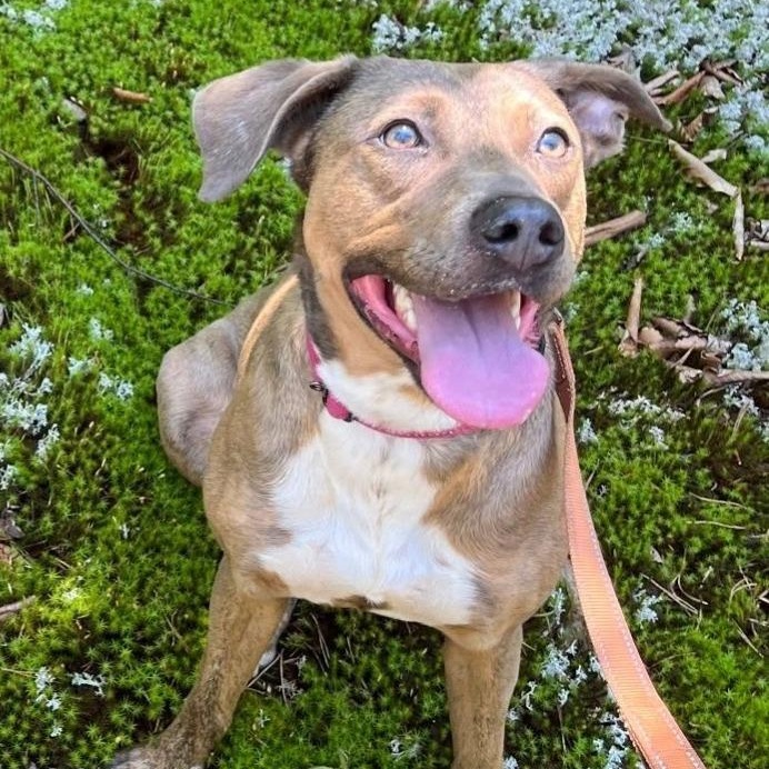 Hazel, Adoptable, Young Female Mixed Breed.