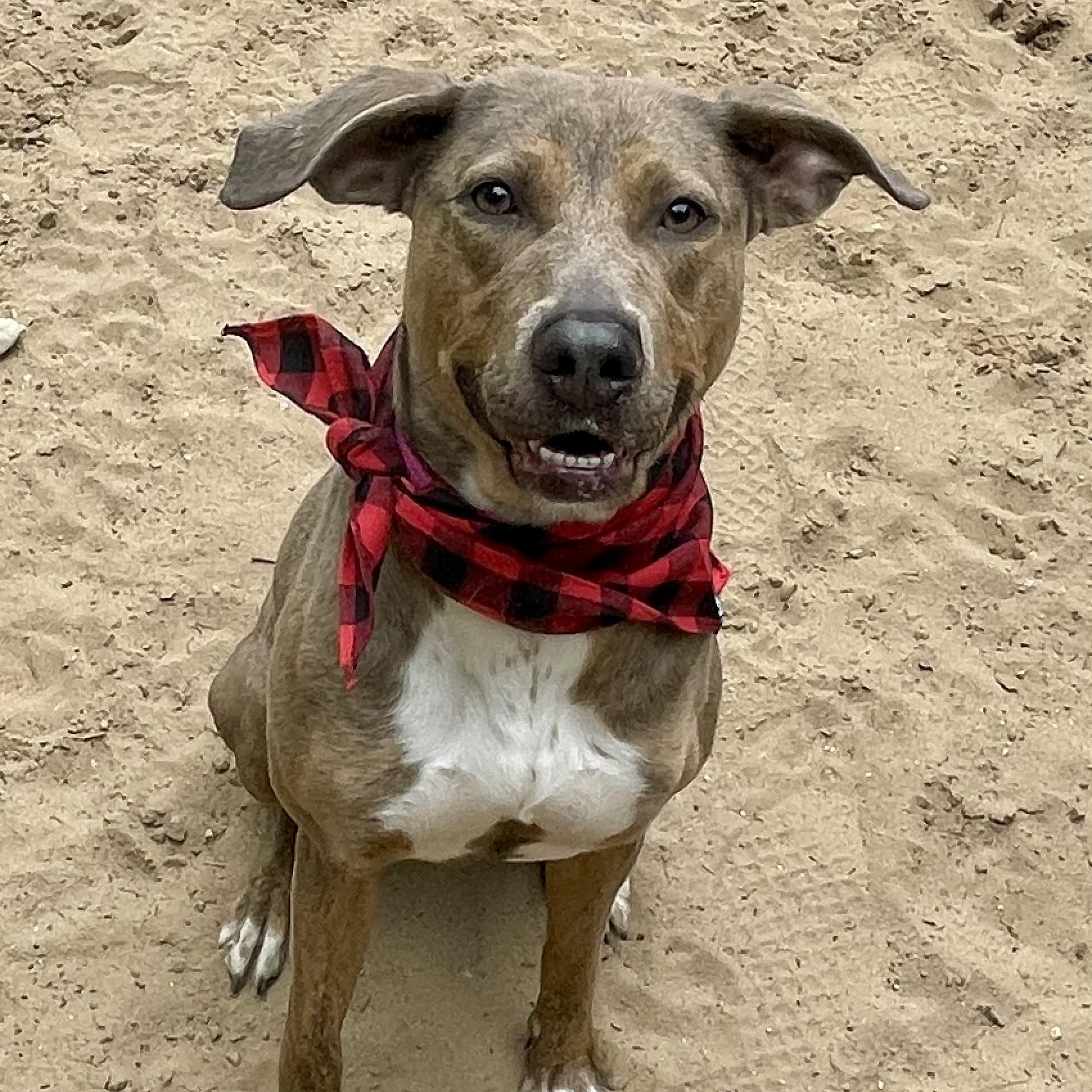 Enlarge Hazel, a Adoptable mixed breed in Manistique, MI image 3/3