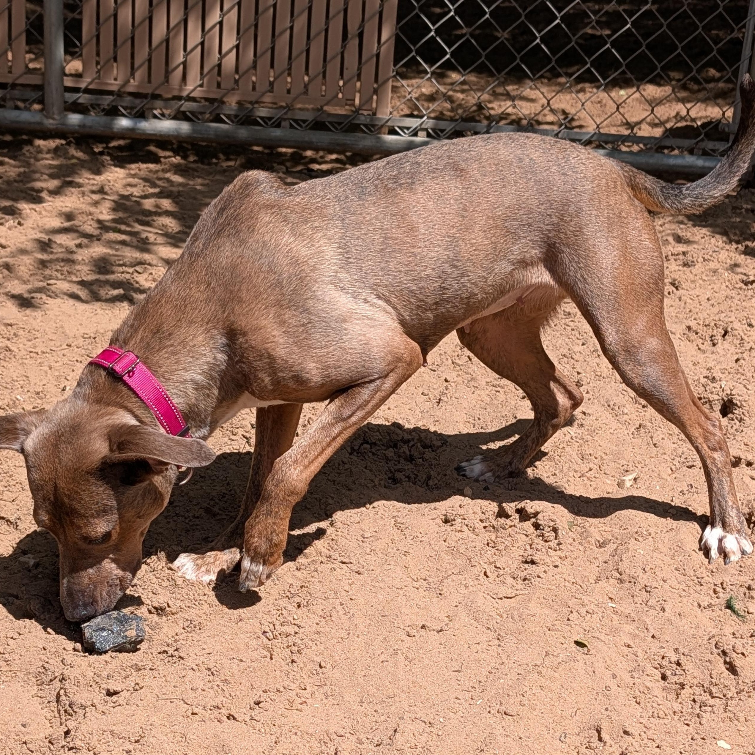 Hazel, a Adoptable mixed breed in Manistique, MI image 2/2
