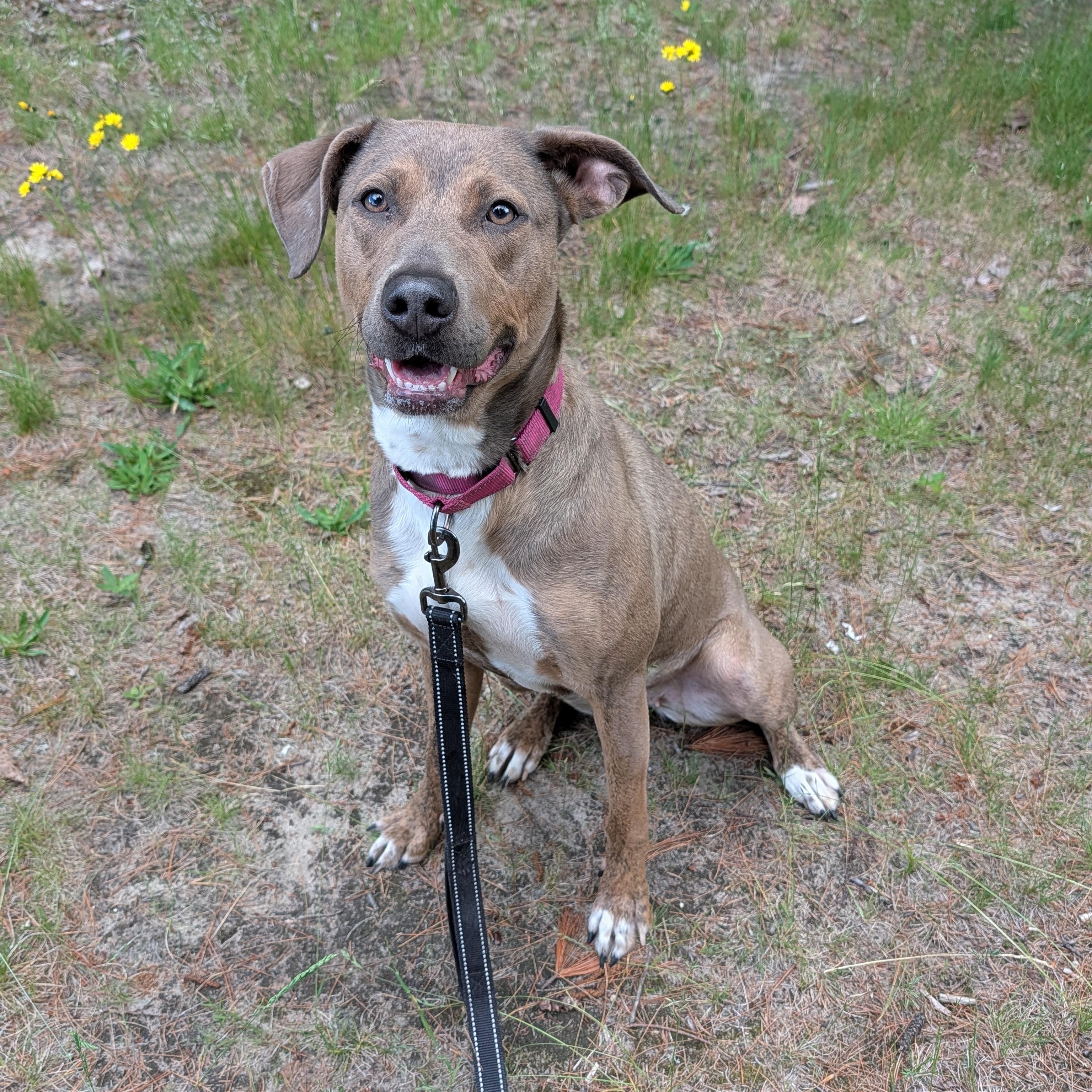 Enlarge Hazel, a Adoptable mixed breed in Manistique, MI image 2/3