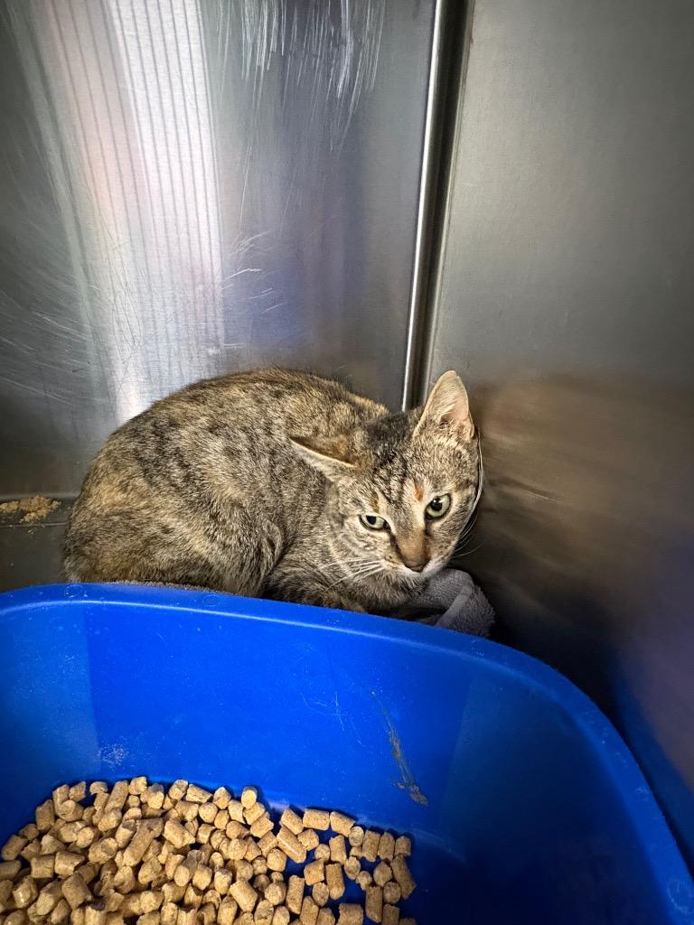 Poppy, Adoptable, Young Female Domestic Short Hair.