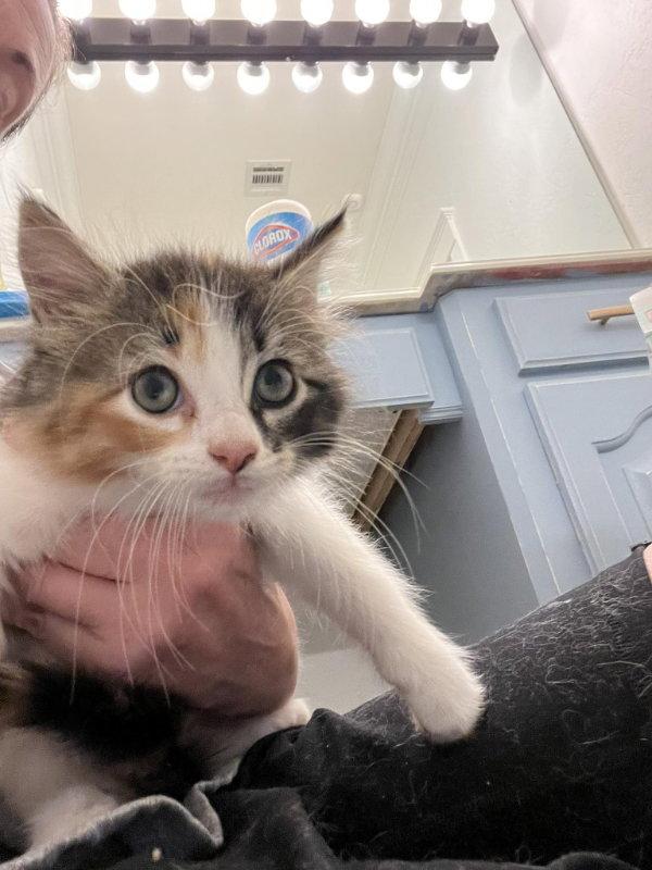 Enlarge Saturn, a Adopted mixed breed in Pineville, LA image 2/3