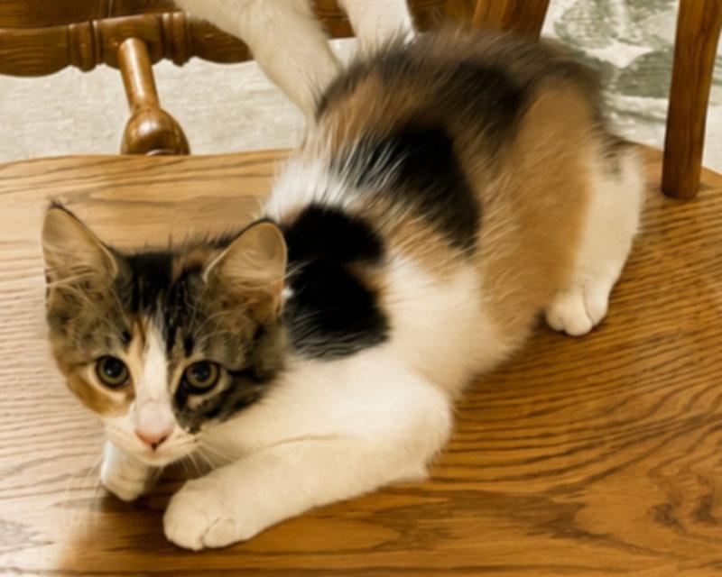 Enlarge Saturn, a Adopted mixed breed in Pineville, LA image 3/3