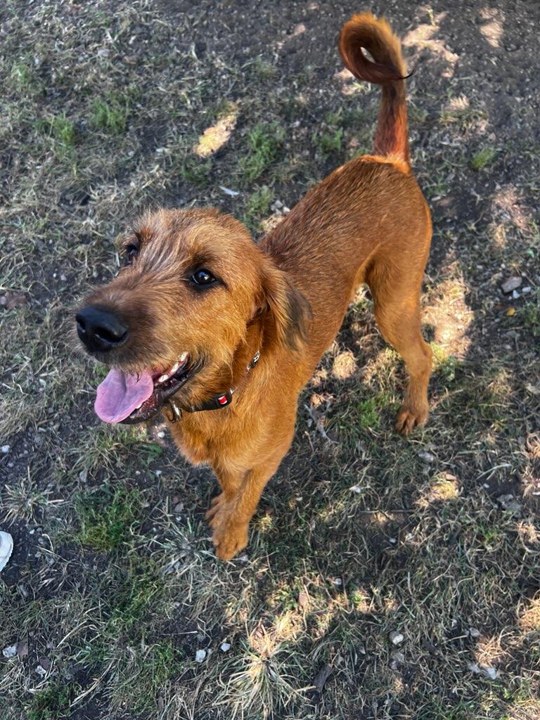 Sadie, Adopted, Young Female Airedale Terrier & Terrier.