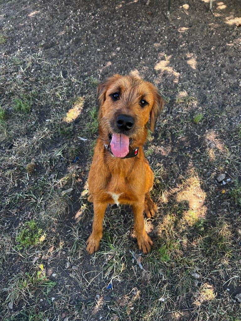 Enlarge Sadie, a Adopted mixed breed in Lexington, KY image 2/3