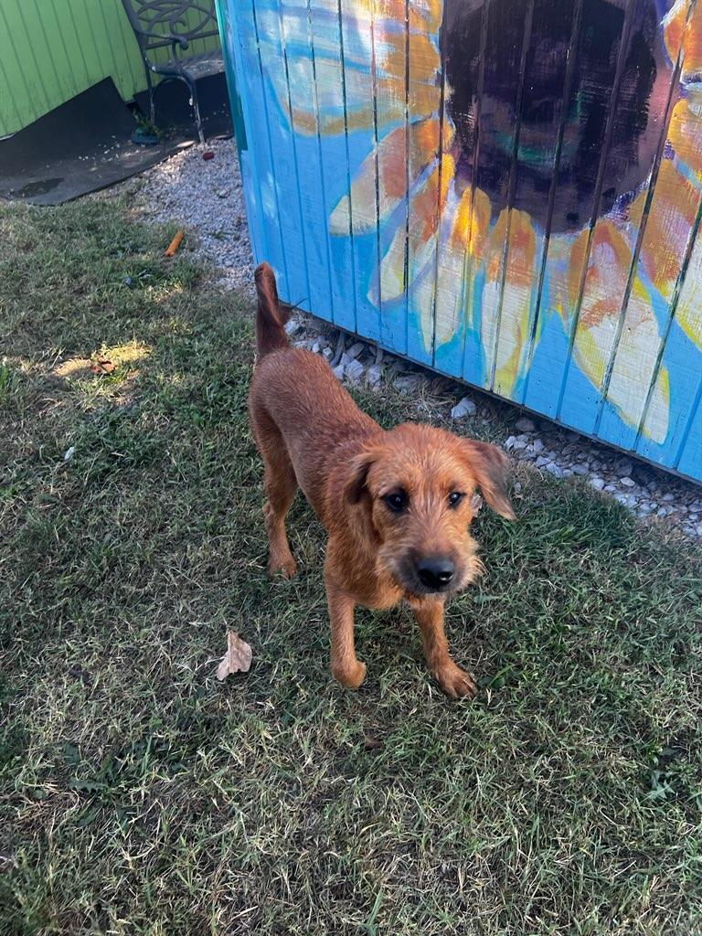 Enlarge Sadie, a Adopted mixed breed in Lexington, KY image 3/3