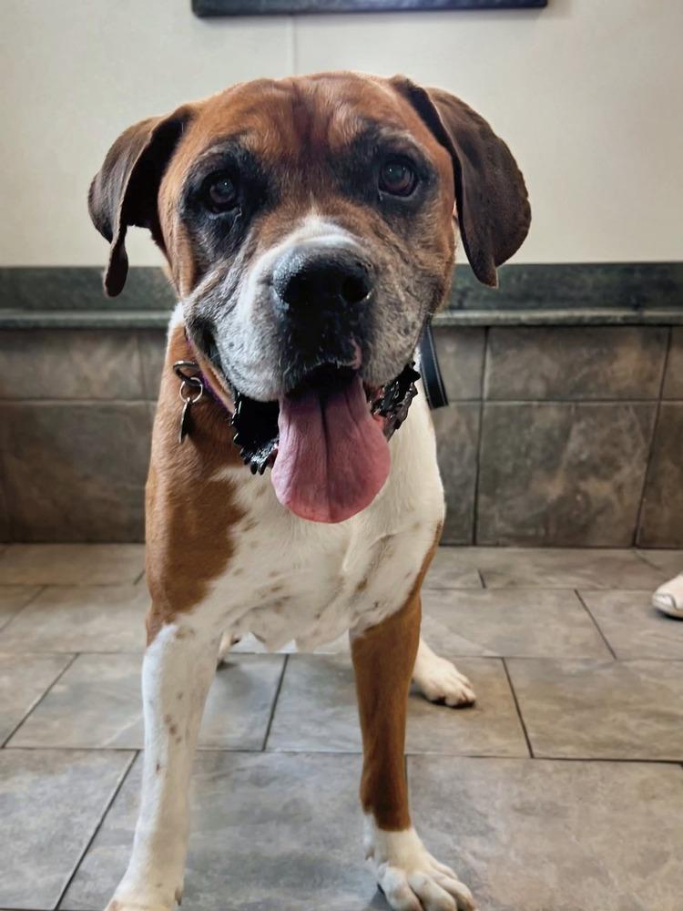 Bigfoot, a Adoptable Boxer in Denver, CO image 1/5