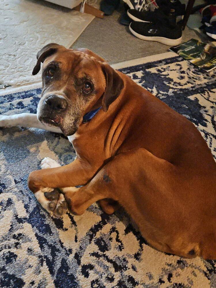 Bigfoot, a Adoptable Boxer in Denver, CO image 2/5