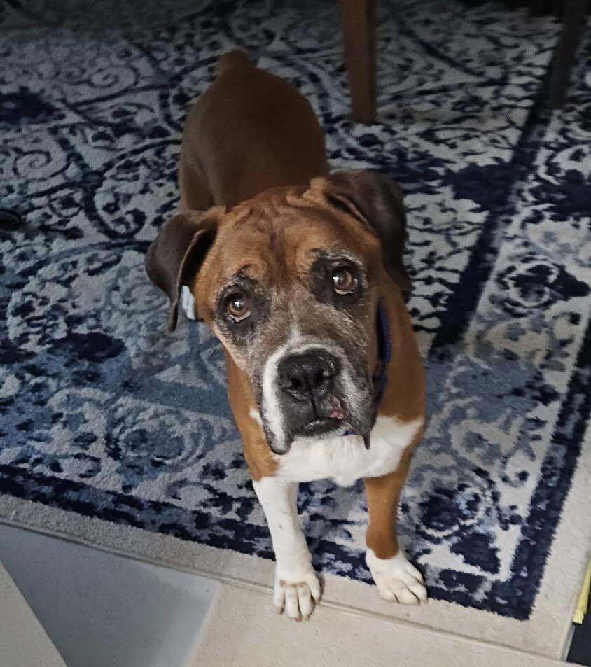 Enlarge Bigfoot, a Adoptable Boxer in Denver, CO image 1/3