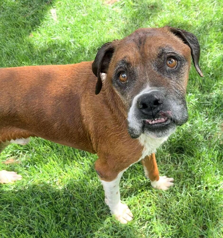 Enlarge Bigfoot, a Adoptable Boxer in Denver, CO image 2/3