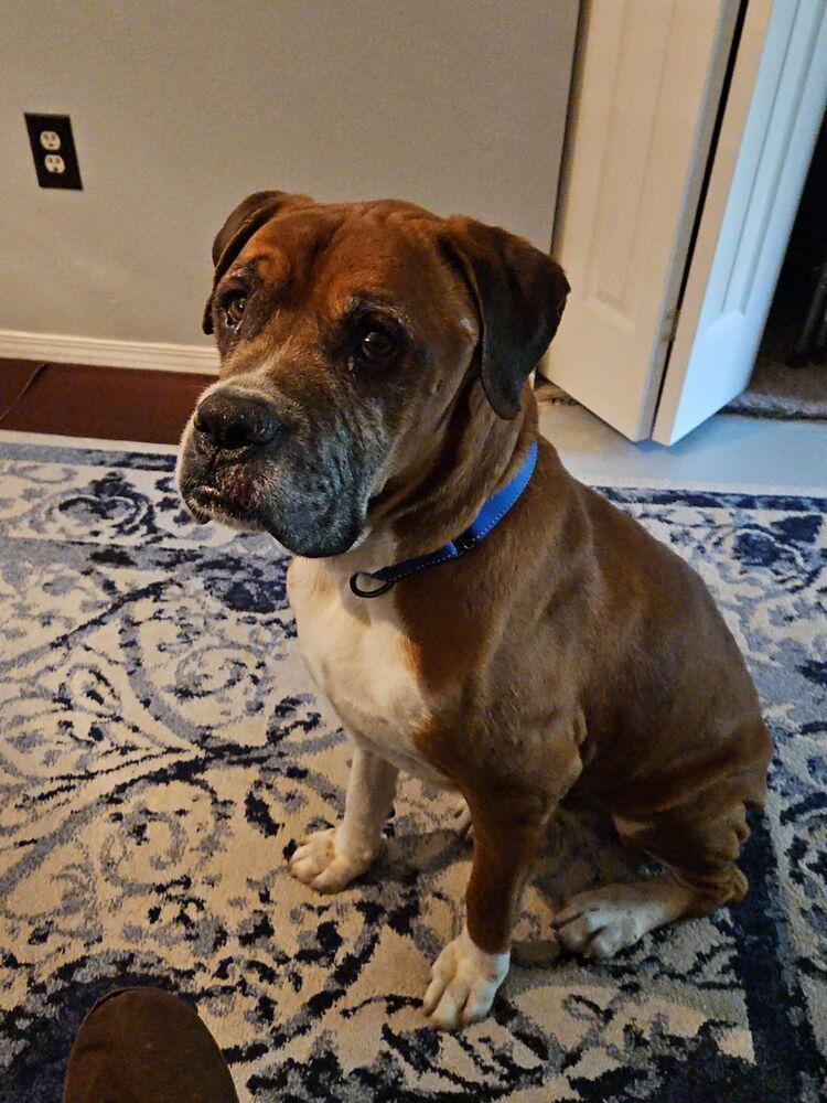 Bigfoot, a Adoptable Boxer in Denver, CO image 4/5