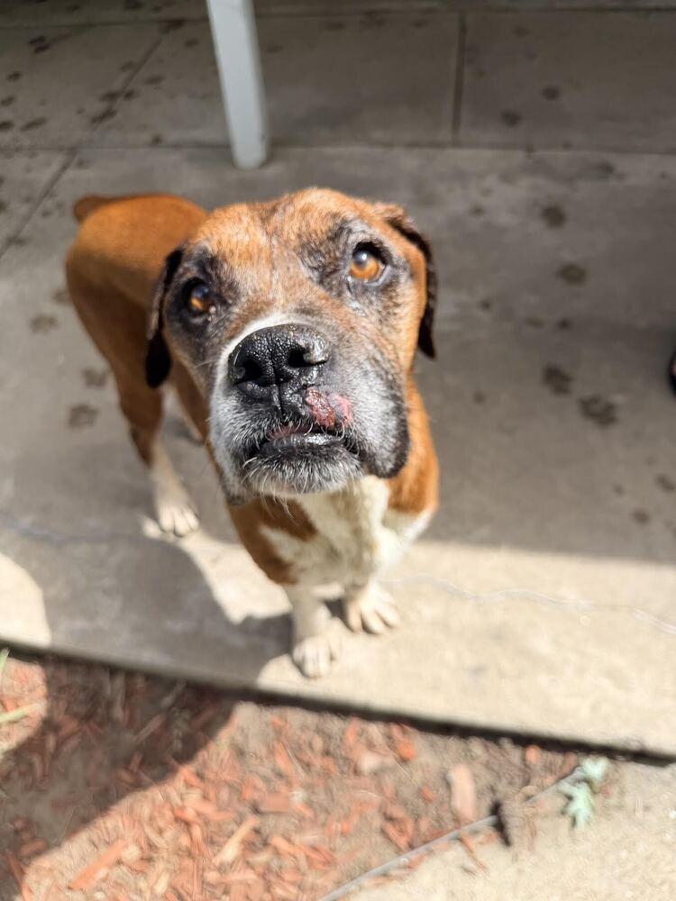Enlarge Bigfoot, a Adoptable Boxer in Denver, CO image 3/3