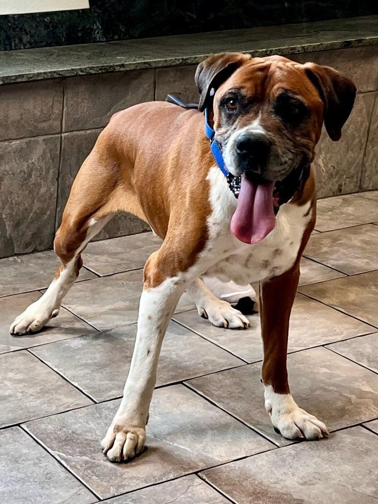 Bigfoot, a Adoptable Boxer in Denver, CO image 5/5