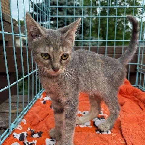 Enlarge Jazzy, a Adoptable Domestic Short Hair in Atwater, OH image 1/1