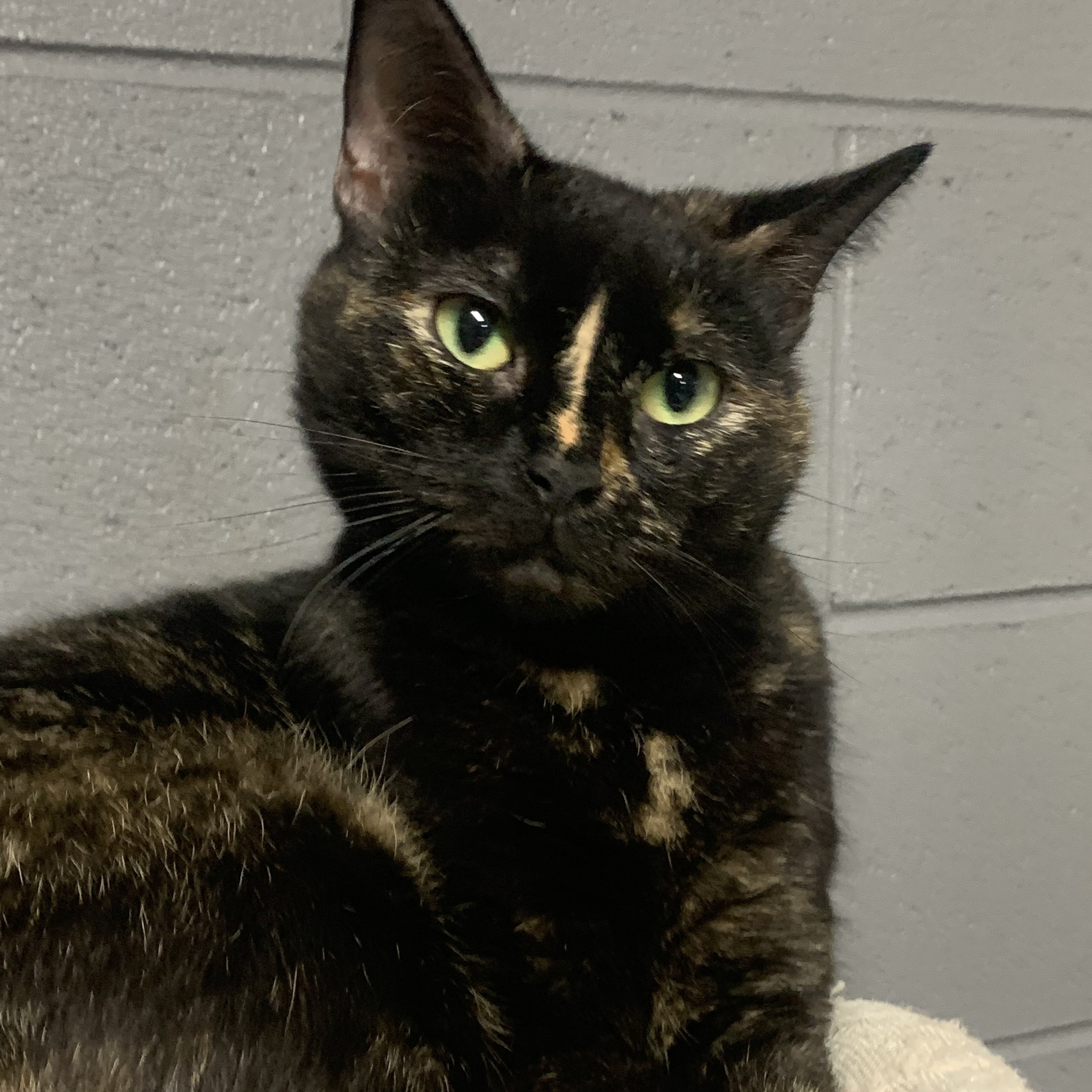 Holly, Adoptable, Young Female Calico.