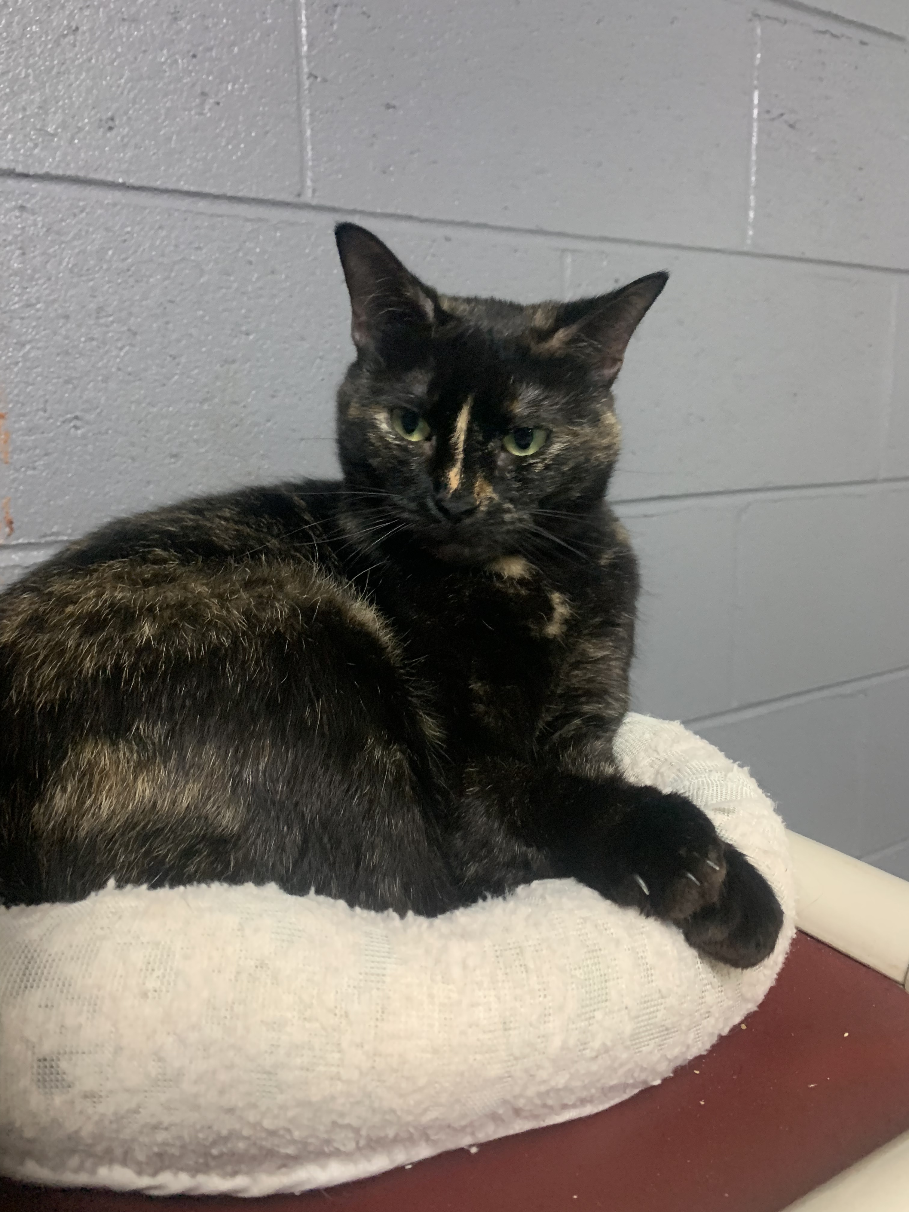 Enlarge Holly, a Adoptable Calico in Emporia, VA image 2/8