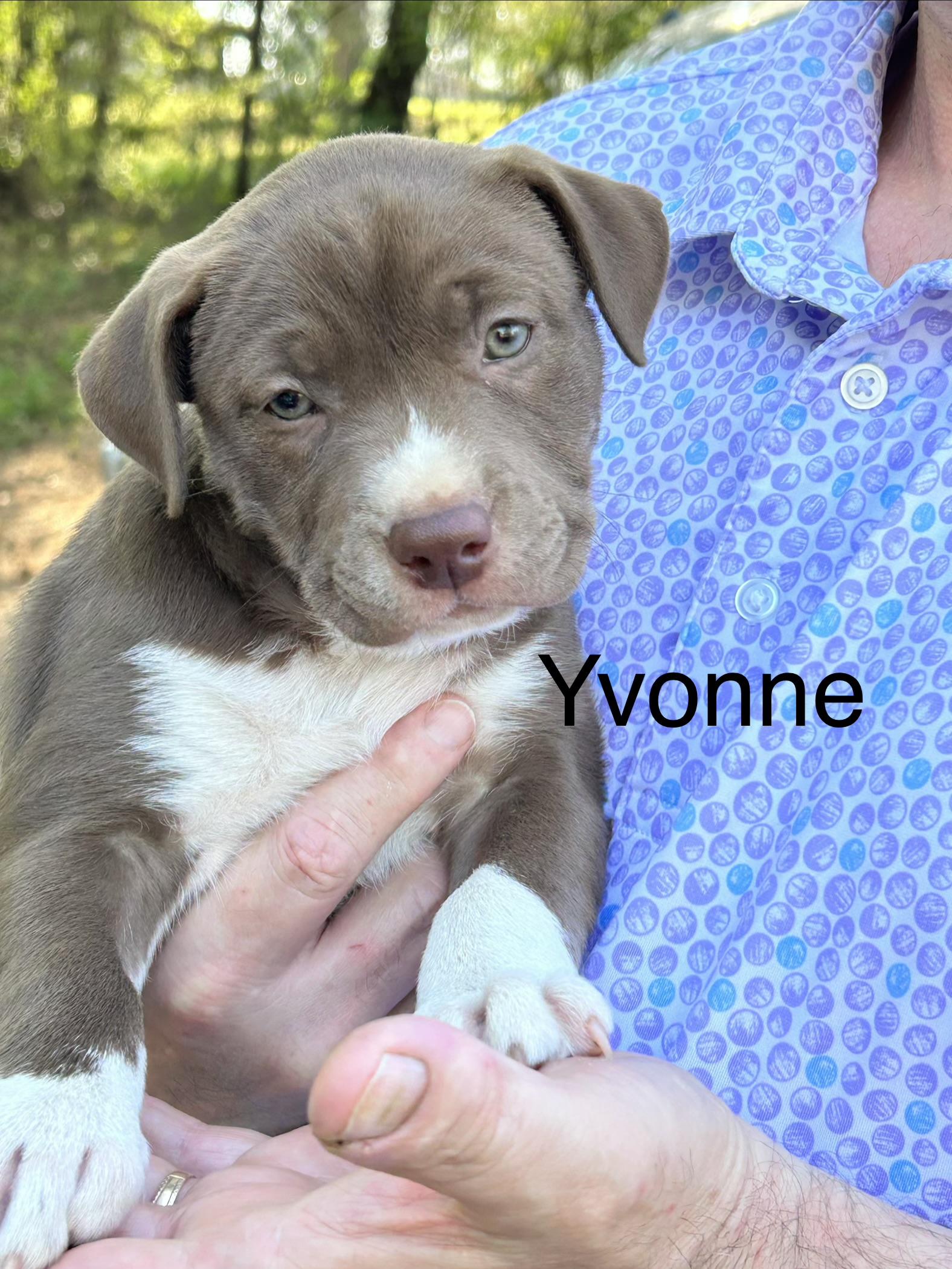 Yvonne , adopted, Puppy Female American Staffordshire Terrier & Pit Bull Terrier.