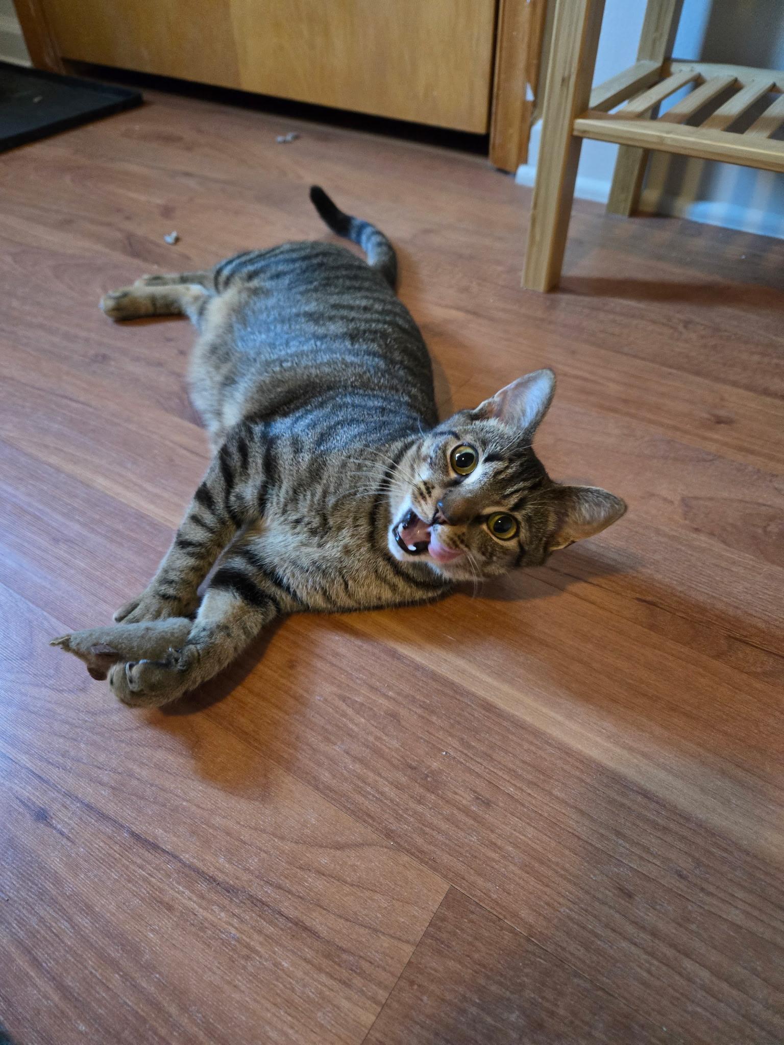 Enlarge Pepsi, a Adoptable Domestic Short Hair in Columbia, MD image 2/2