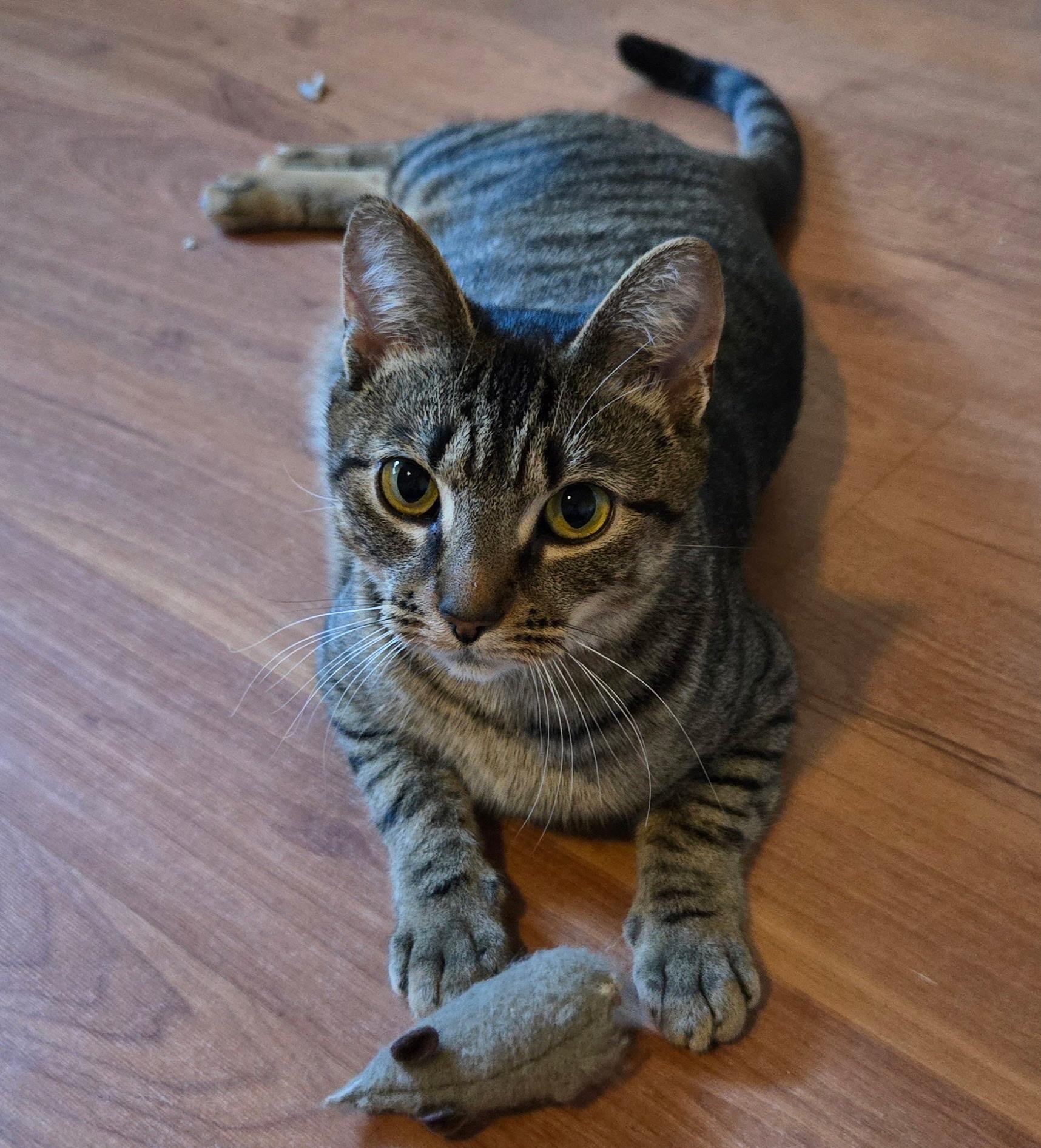 Enlarge Pepsi, a Adoptable Domestic Short Hair in Columbia, MD image 1/2