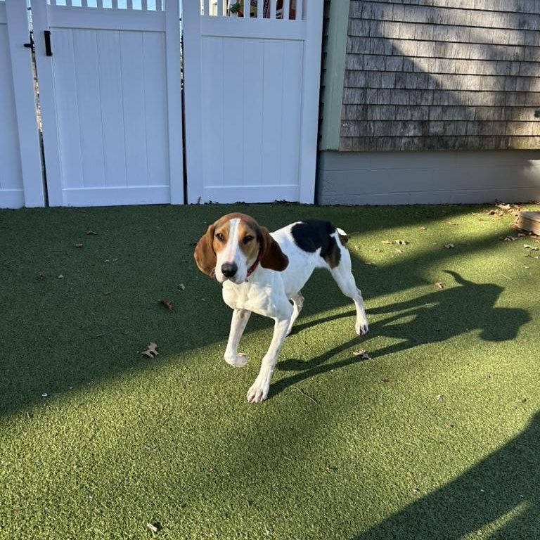 Oakey, a ADOPTABLE mixed breed in New Bedford, MA image 5/5