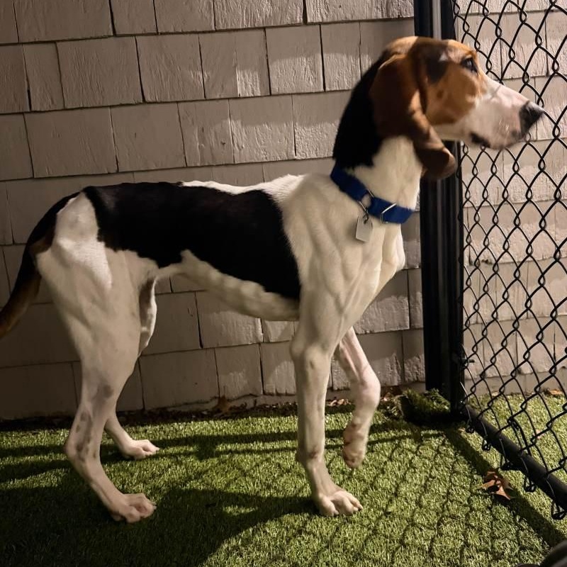 Oakey, a ADOPTABLE mixed breed in New Bedford, MA image 3/5