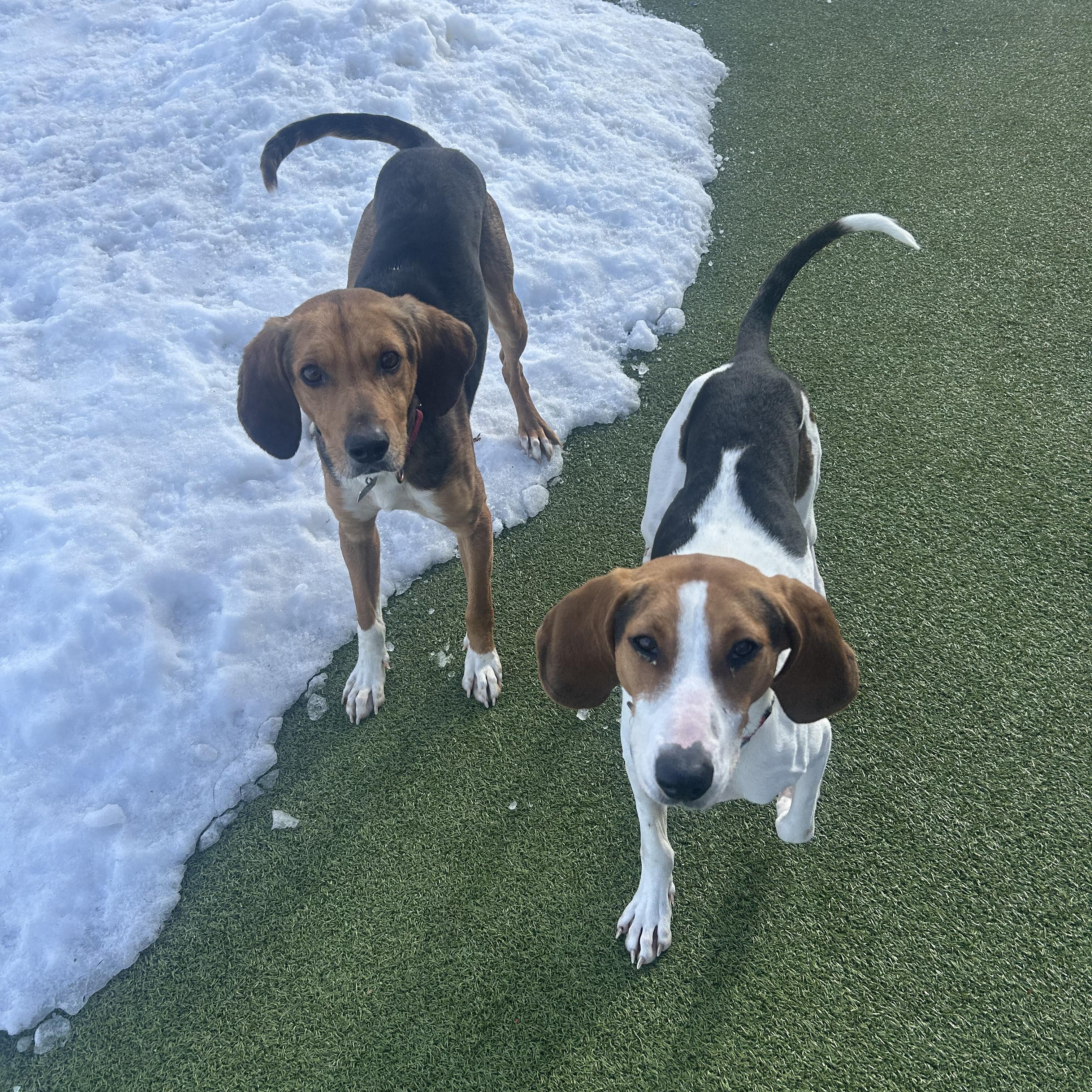 Oakey, a ADOPTABLE mixed breed in New Bedford, MA image 3/5