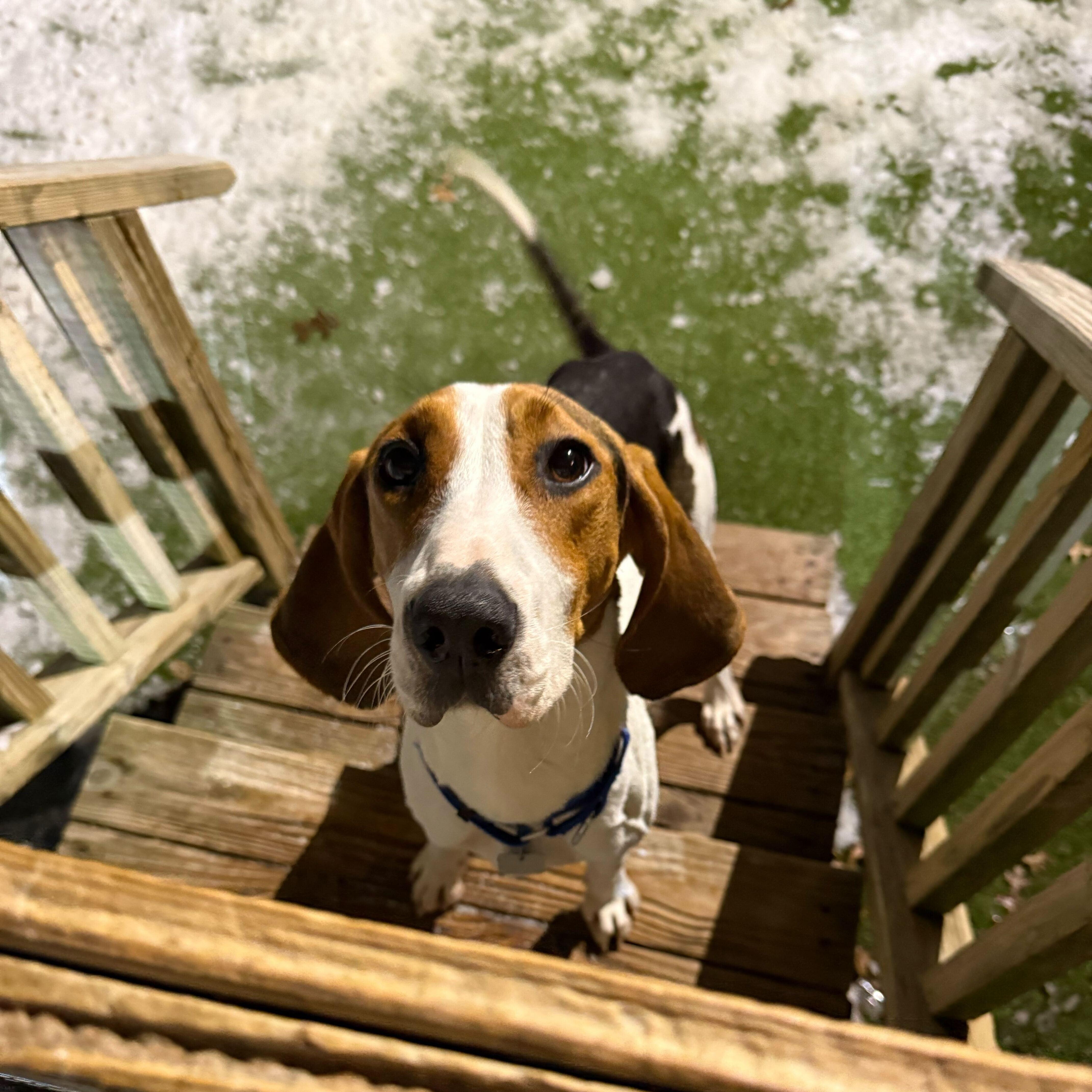 Oakey, a ADOPTABLE mixed breed in New Bedford, MA image 2/5